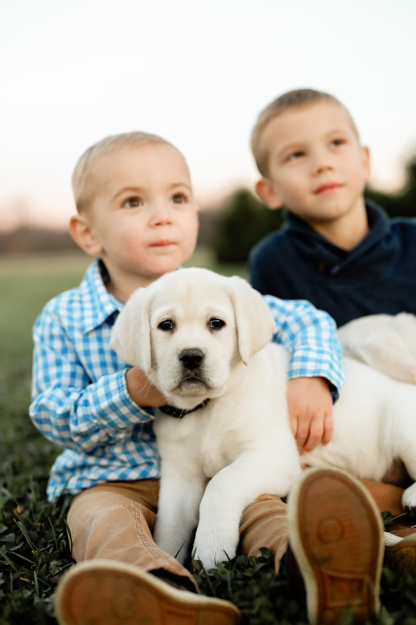 Yellow Lab Puppy with kida