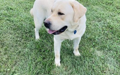 AKC vs. OFA, what do these certifications mean?