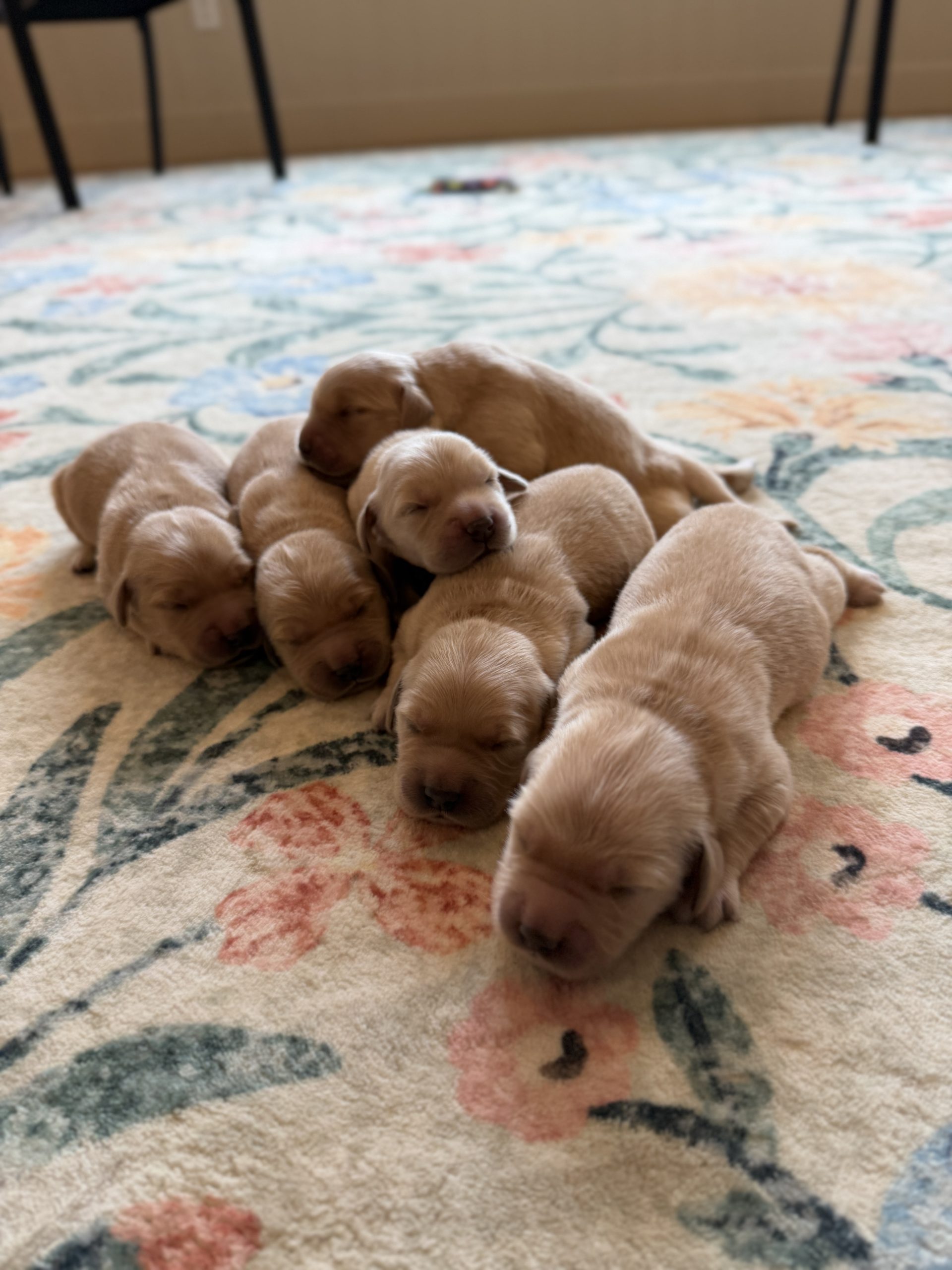 Golden Retriever Puppies for sale