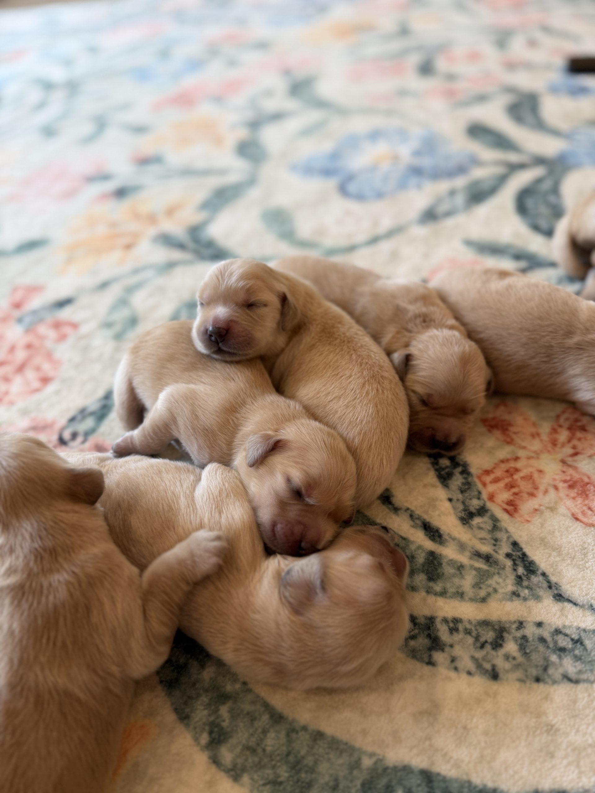 Golden Retriever puppies