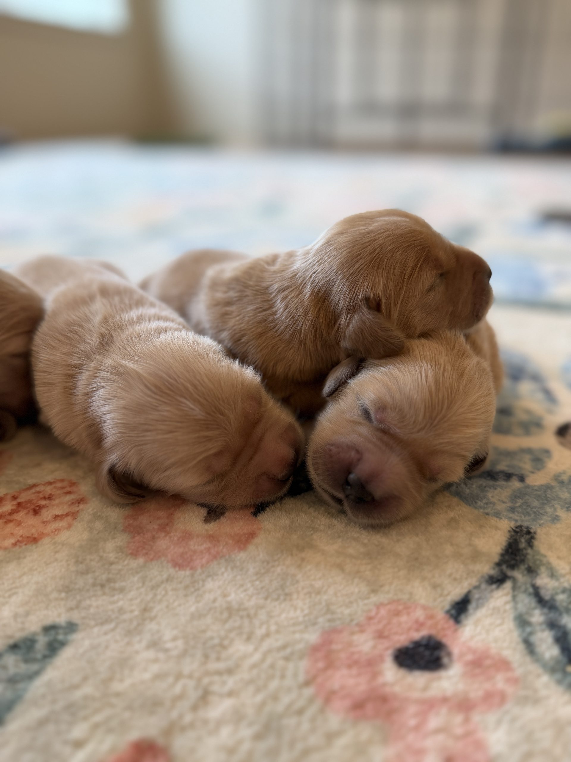 Golden Retriever Puppies