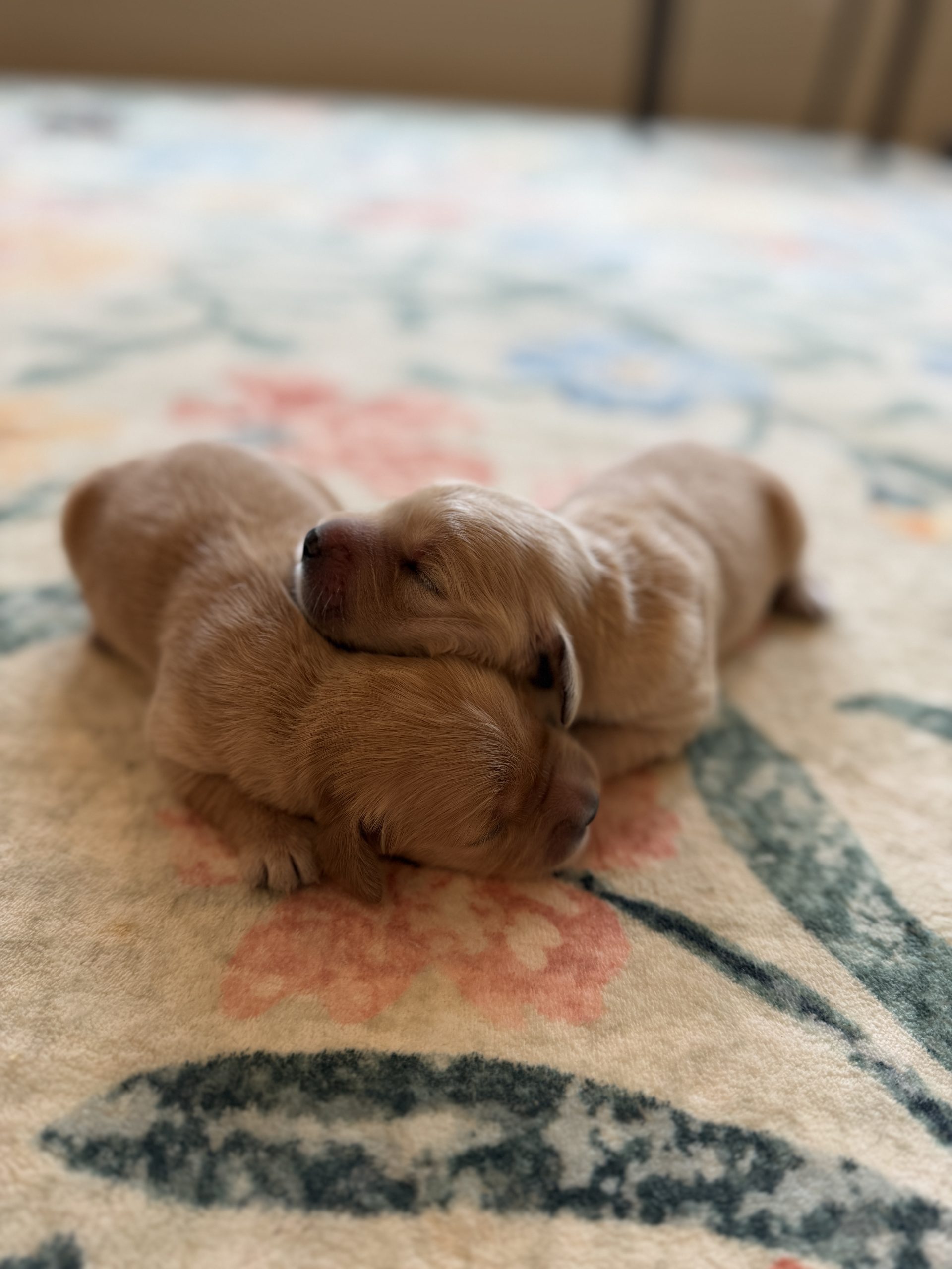 Golden Retriever Puppies for sale
