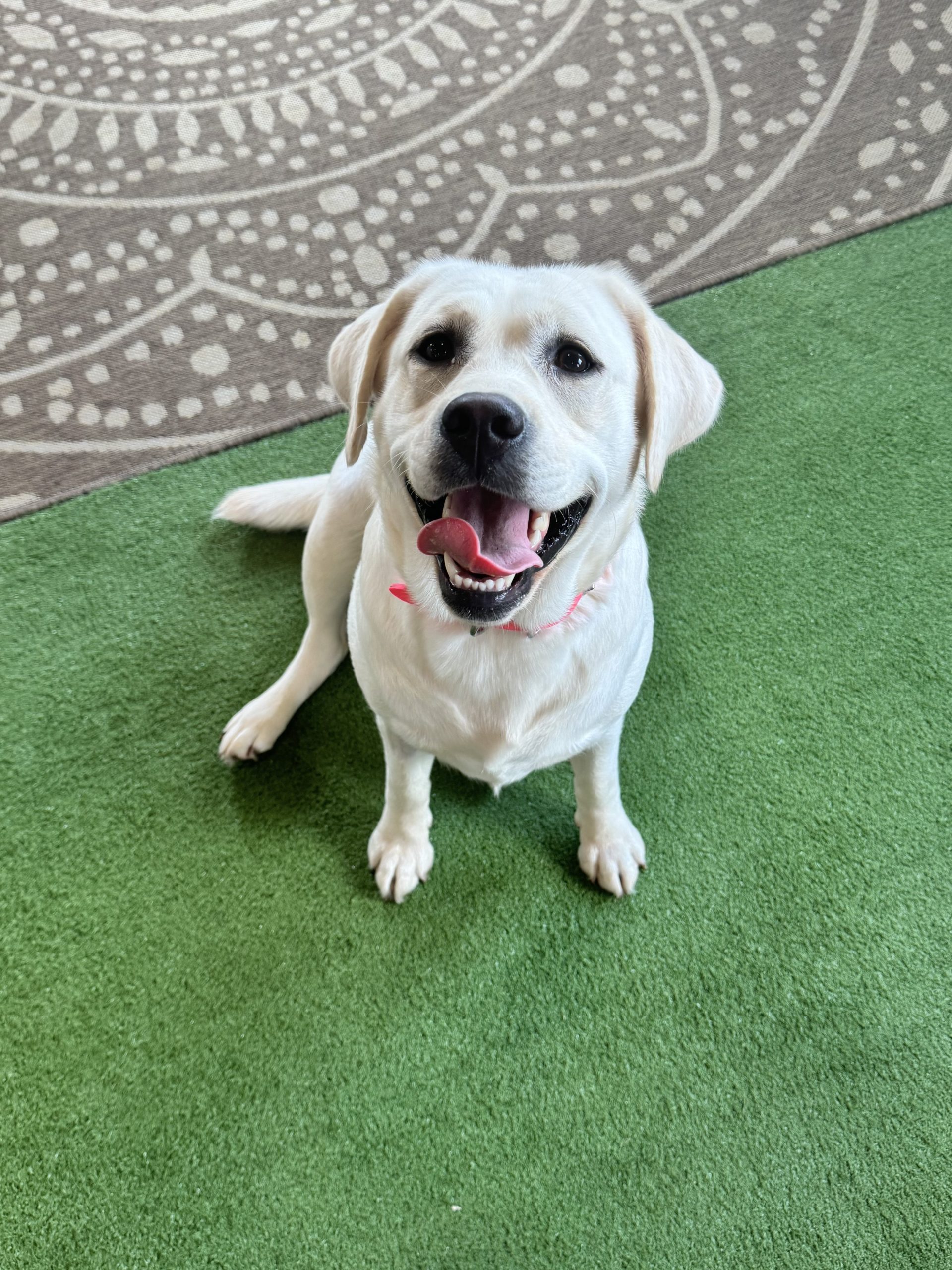 Yellow Labrador Retriever