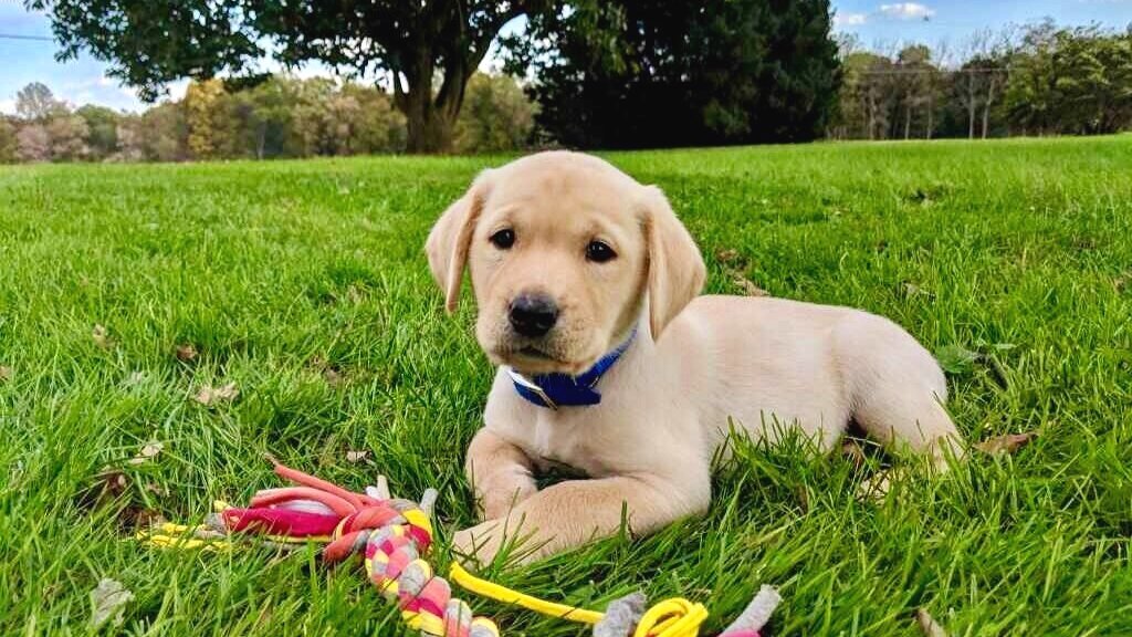 Bringing your new puppy home