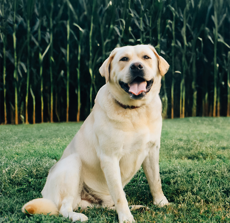 Yellow Labrador Retriever