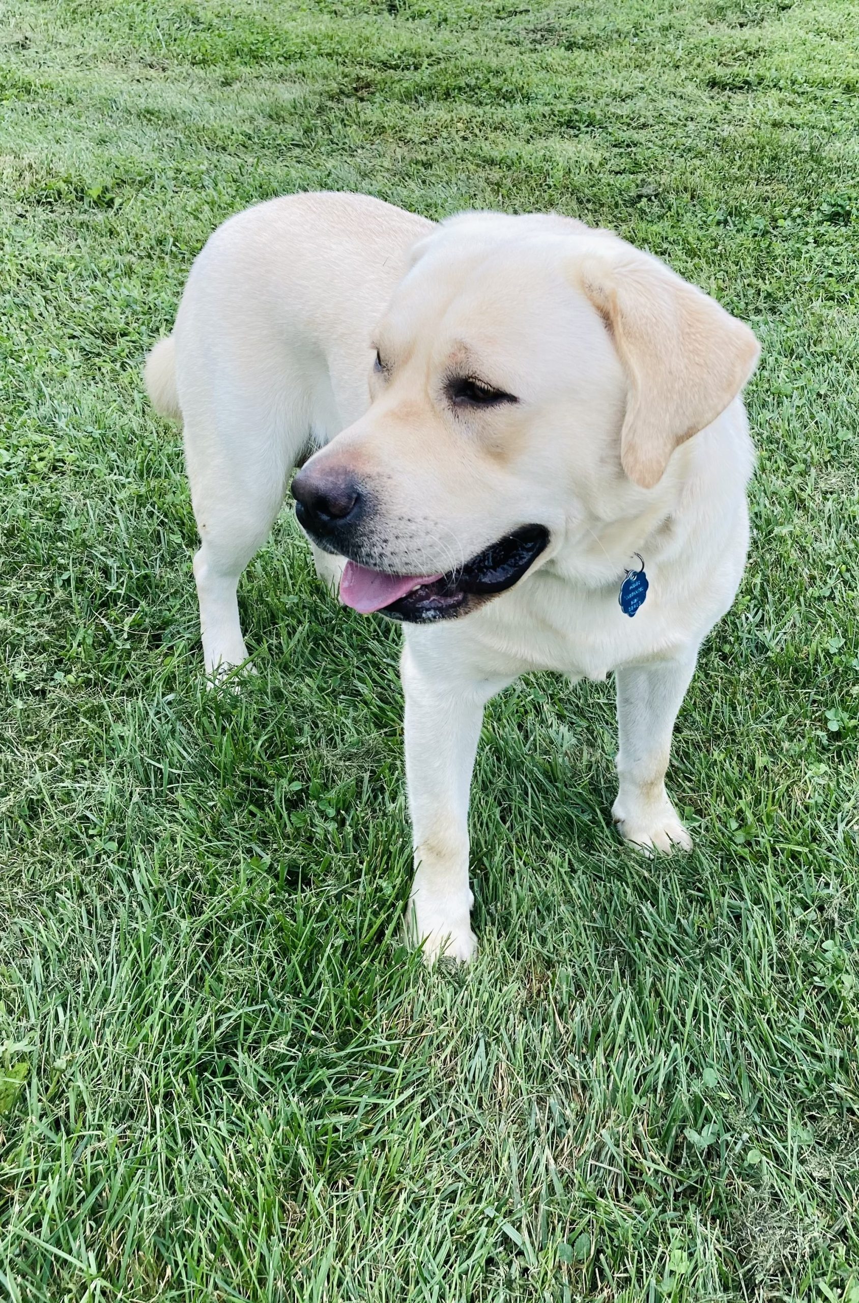 Male Labrador Retriever