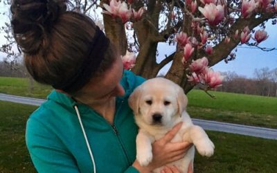 The Advantages of a Purebred Dog