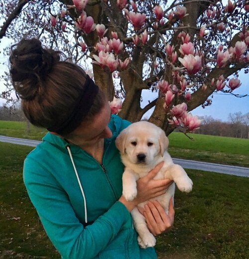 The Advantages of a Purebred Dog