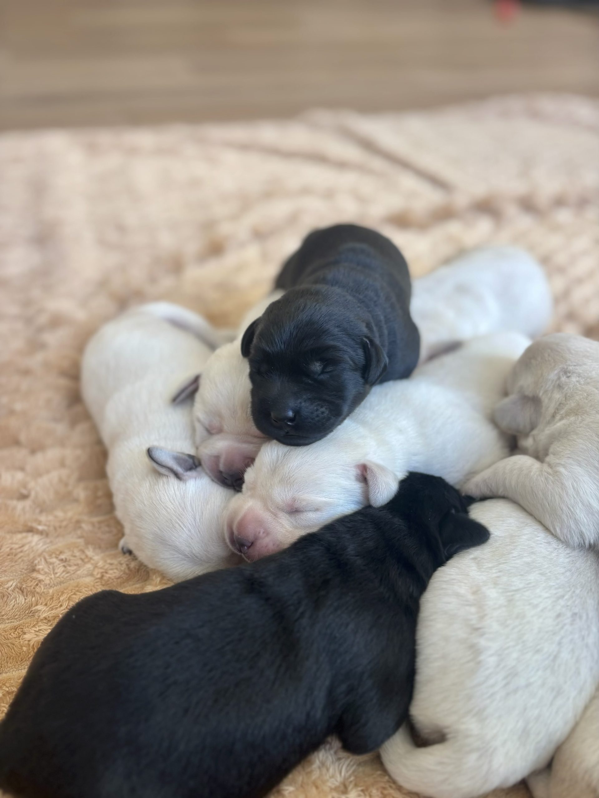 Labrador Retriever puppies 