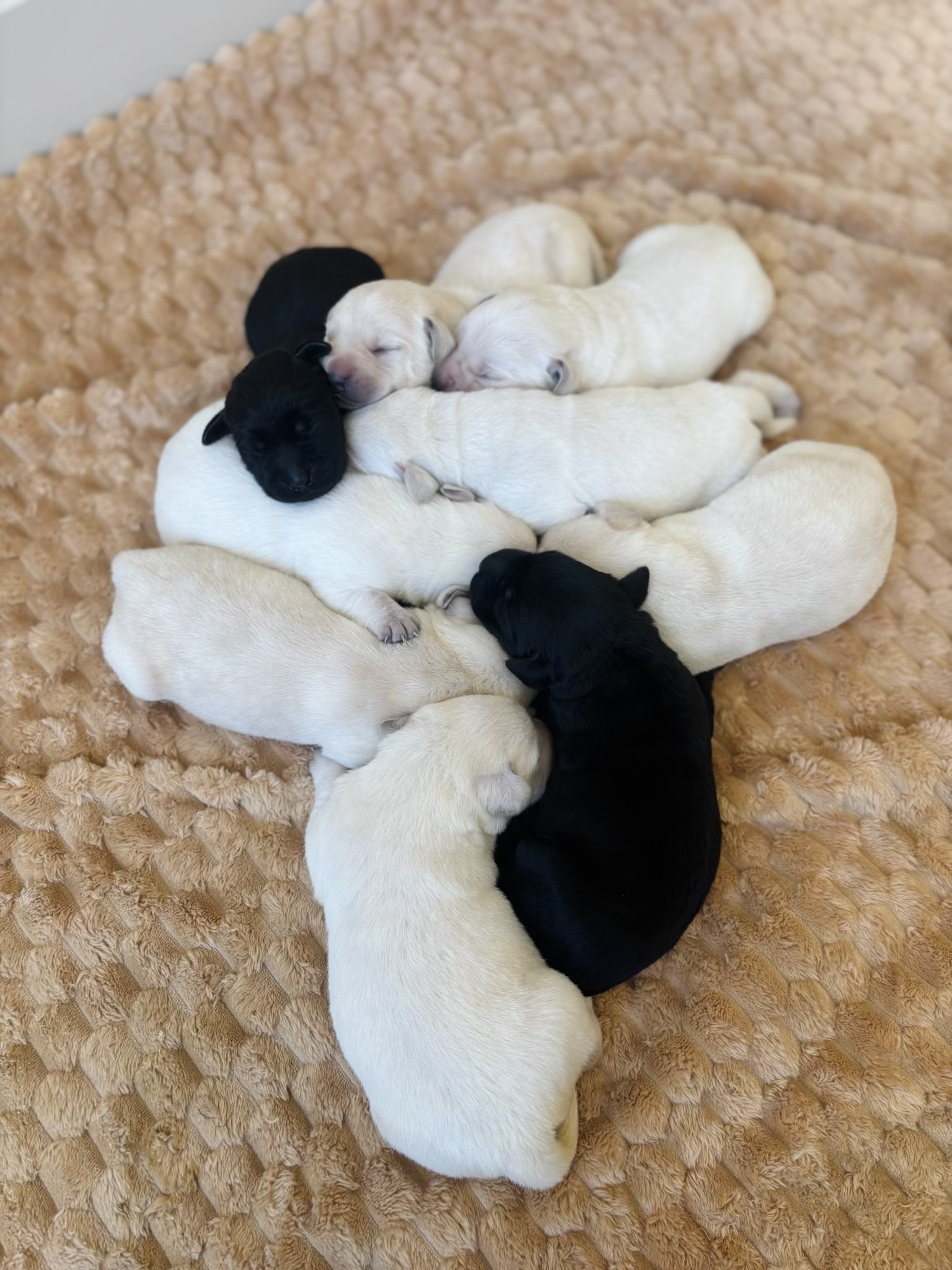 Puppies