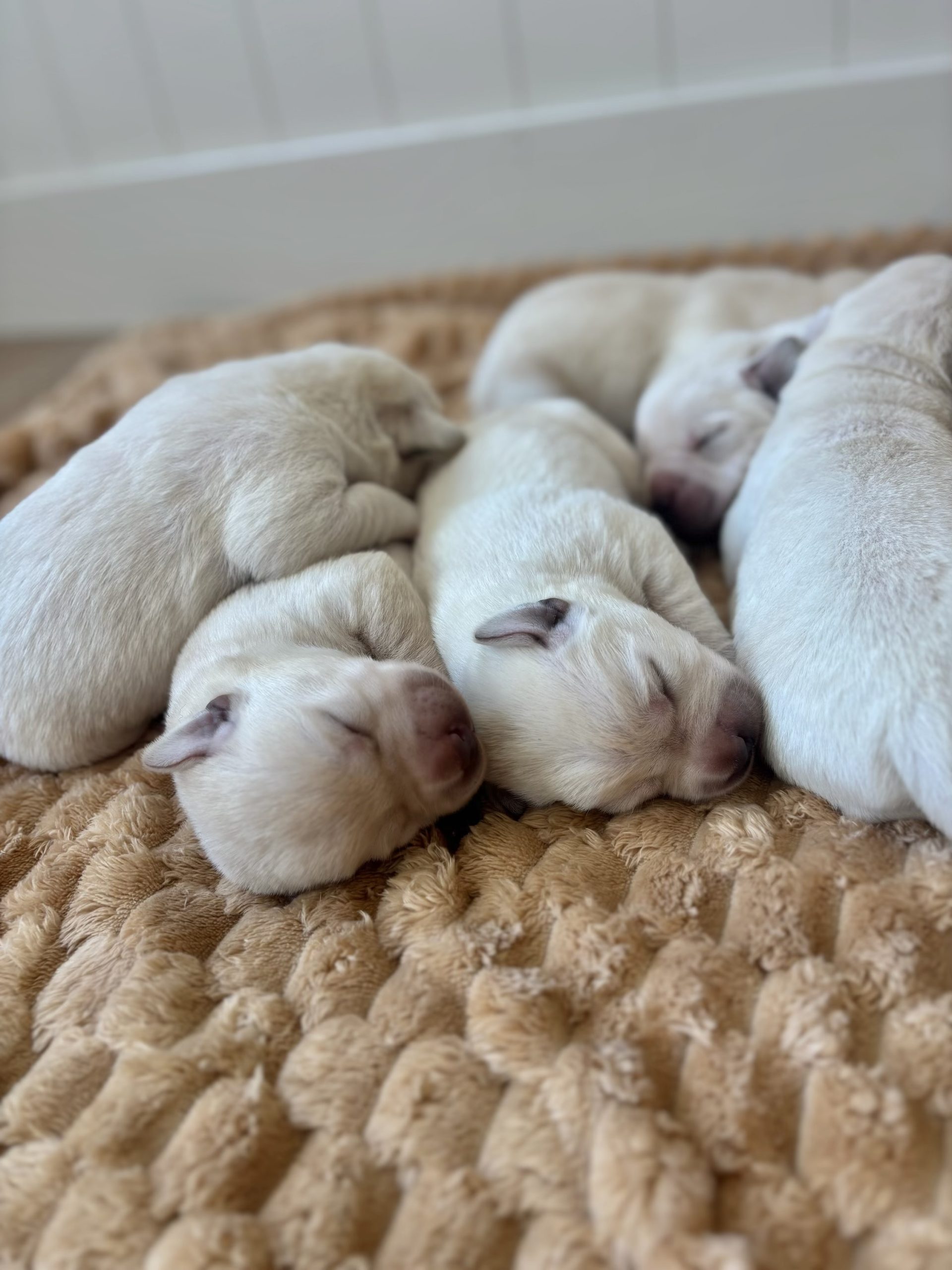 Labrador Retriever puppies
