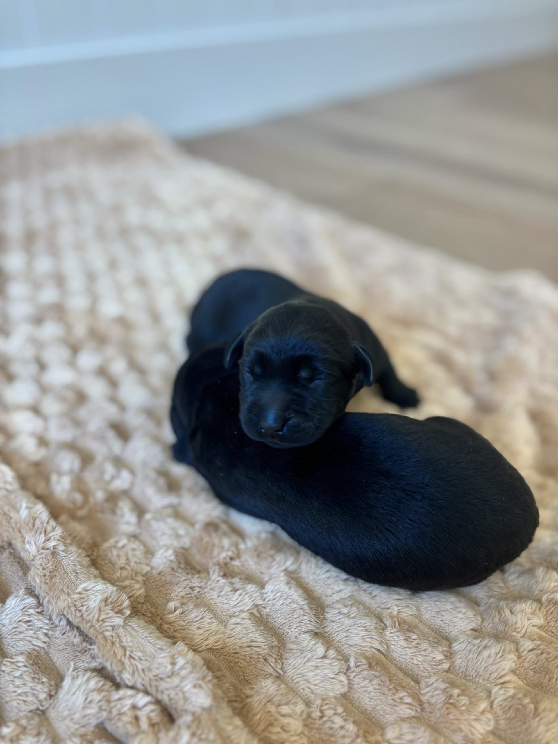 Lucy Puppies 6