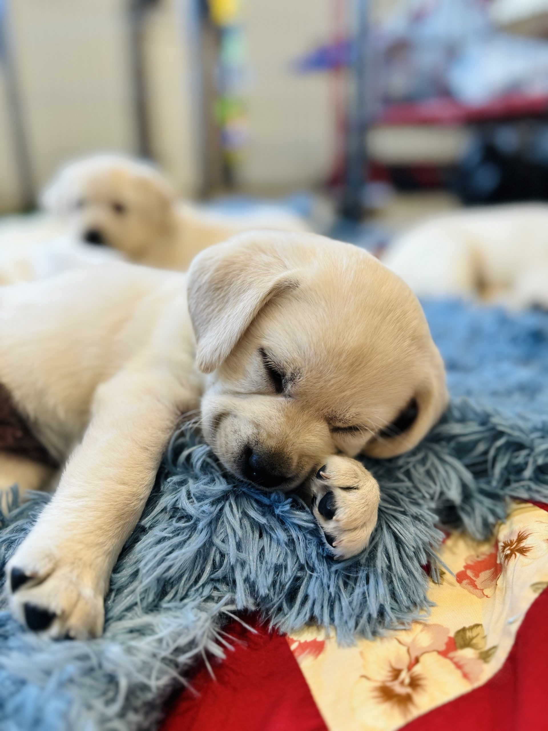 Yellow Lab Puppies