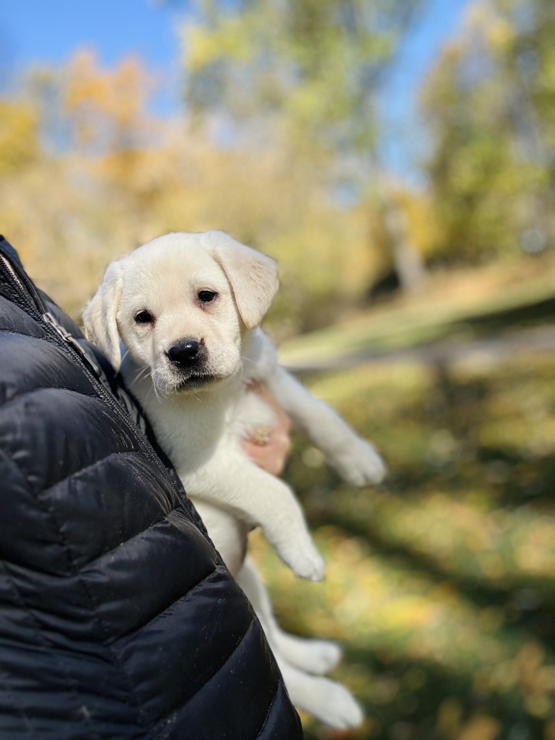 Yellow Labrador Retriever Yellow Lab Puppy