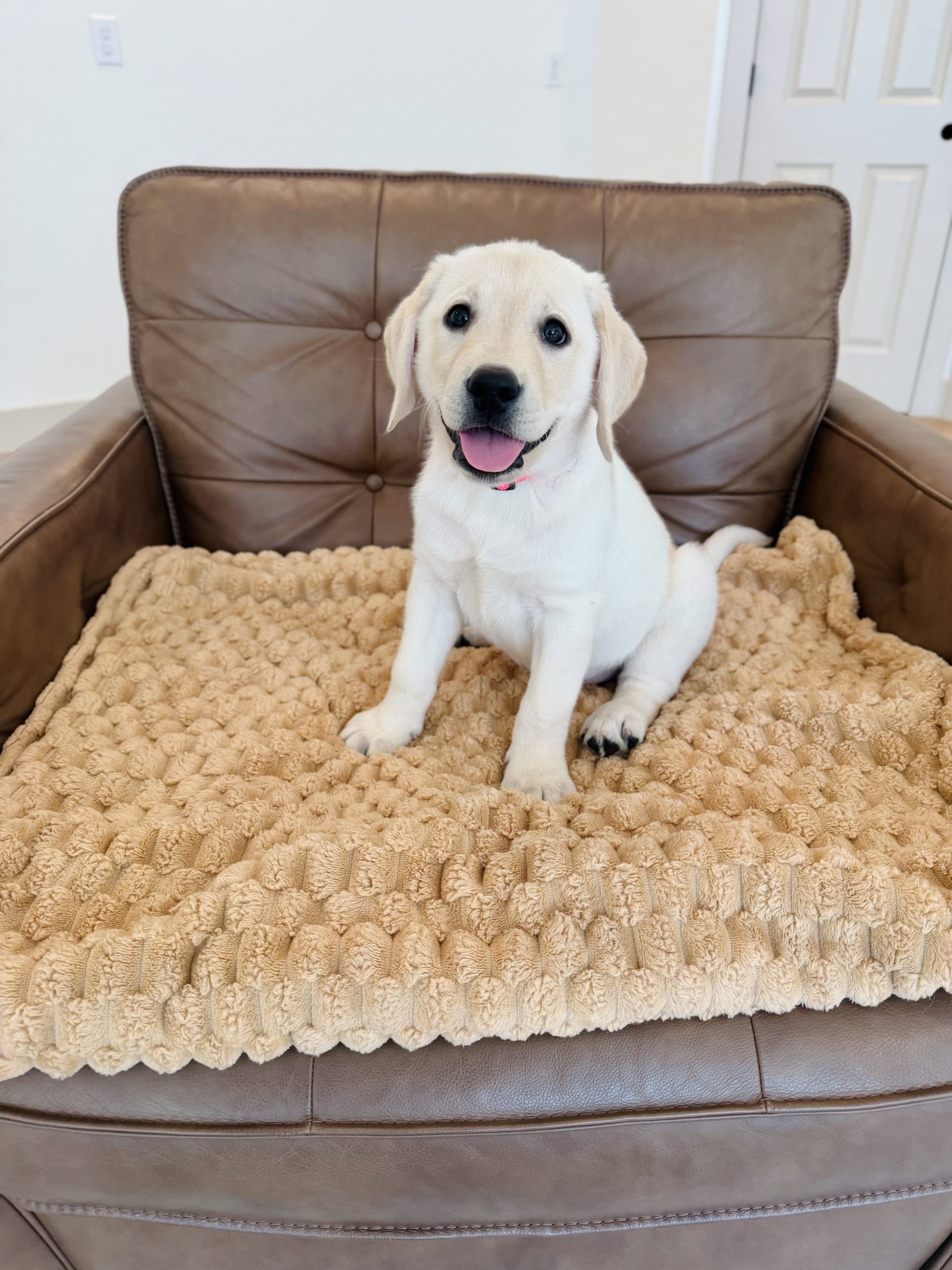 English Yellow Lab Puppies