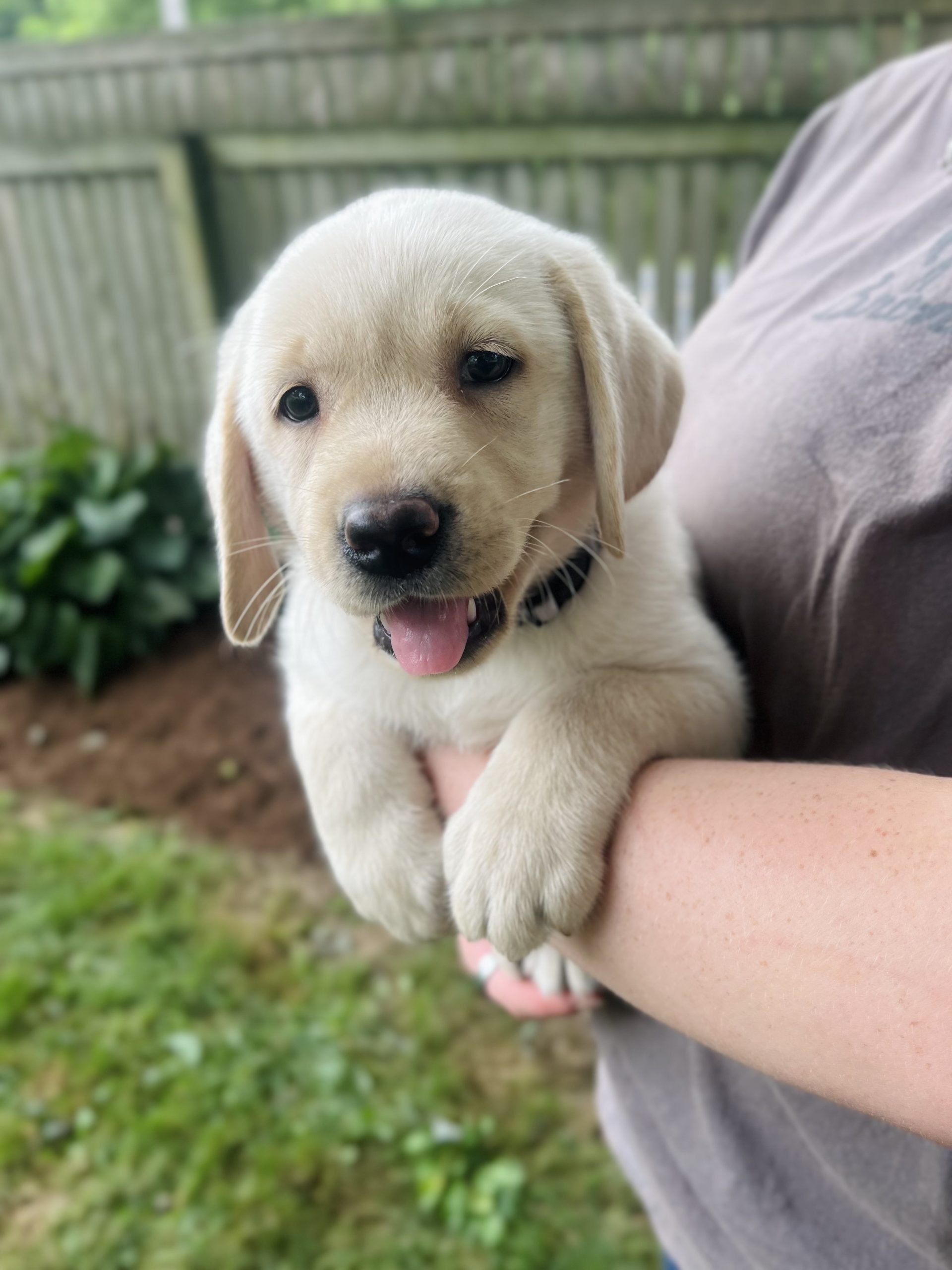 Yellow Lab Puppy