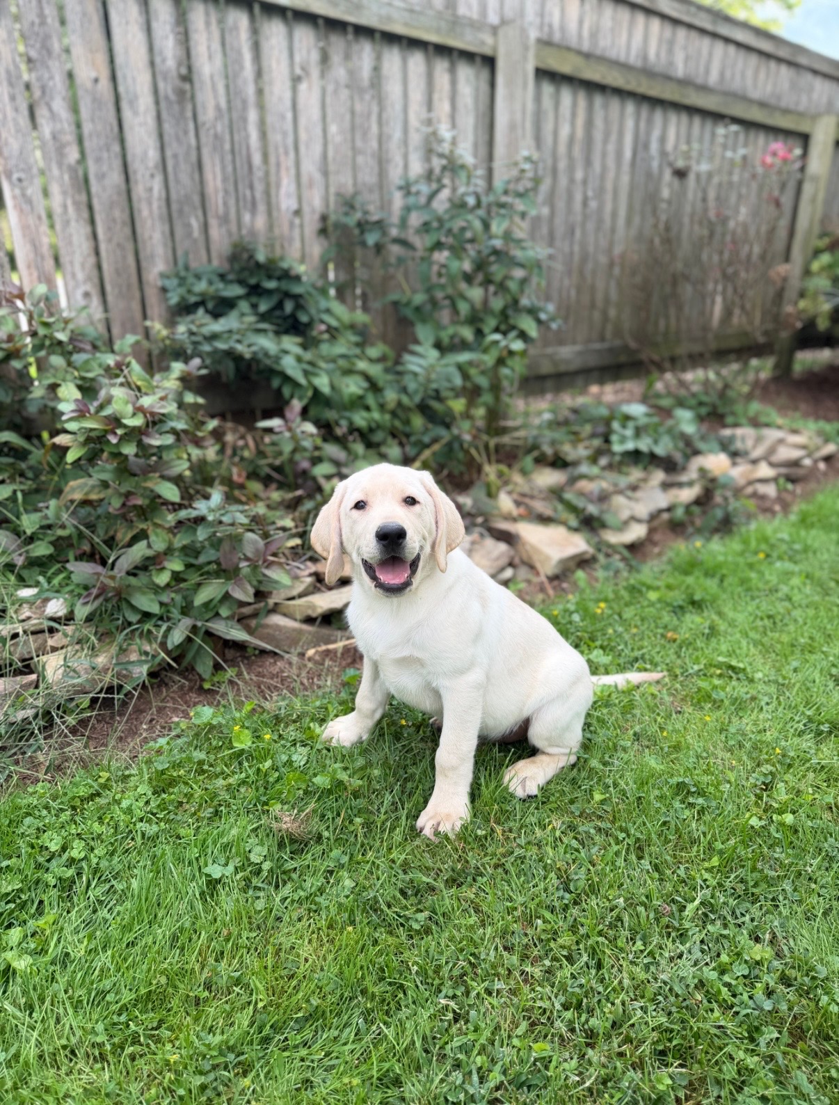Yellow Lab puppies for sale
