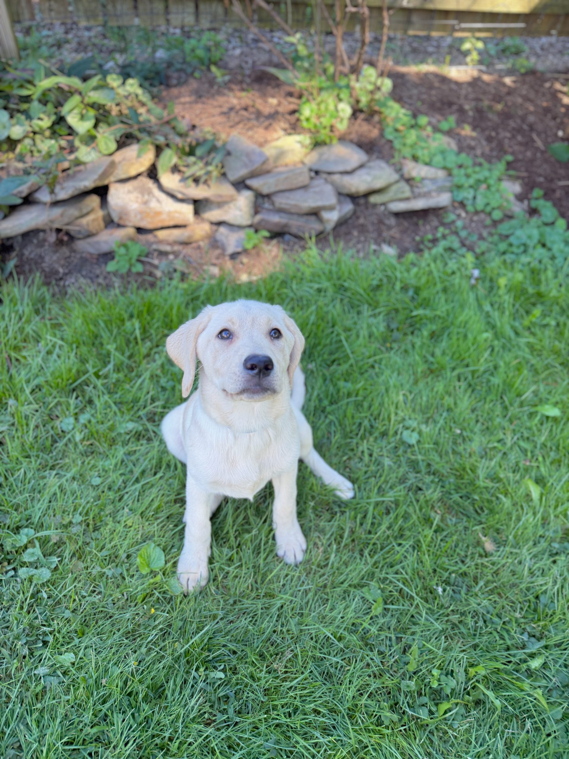Yellow Lab Puppy