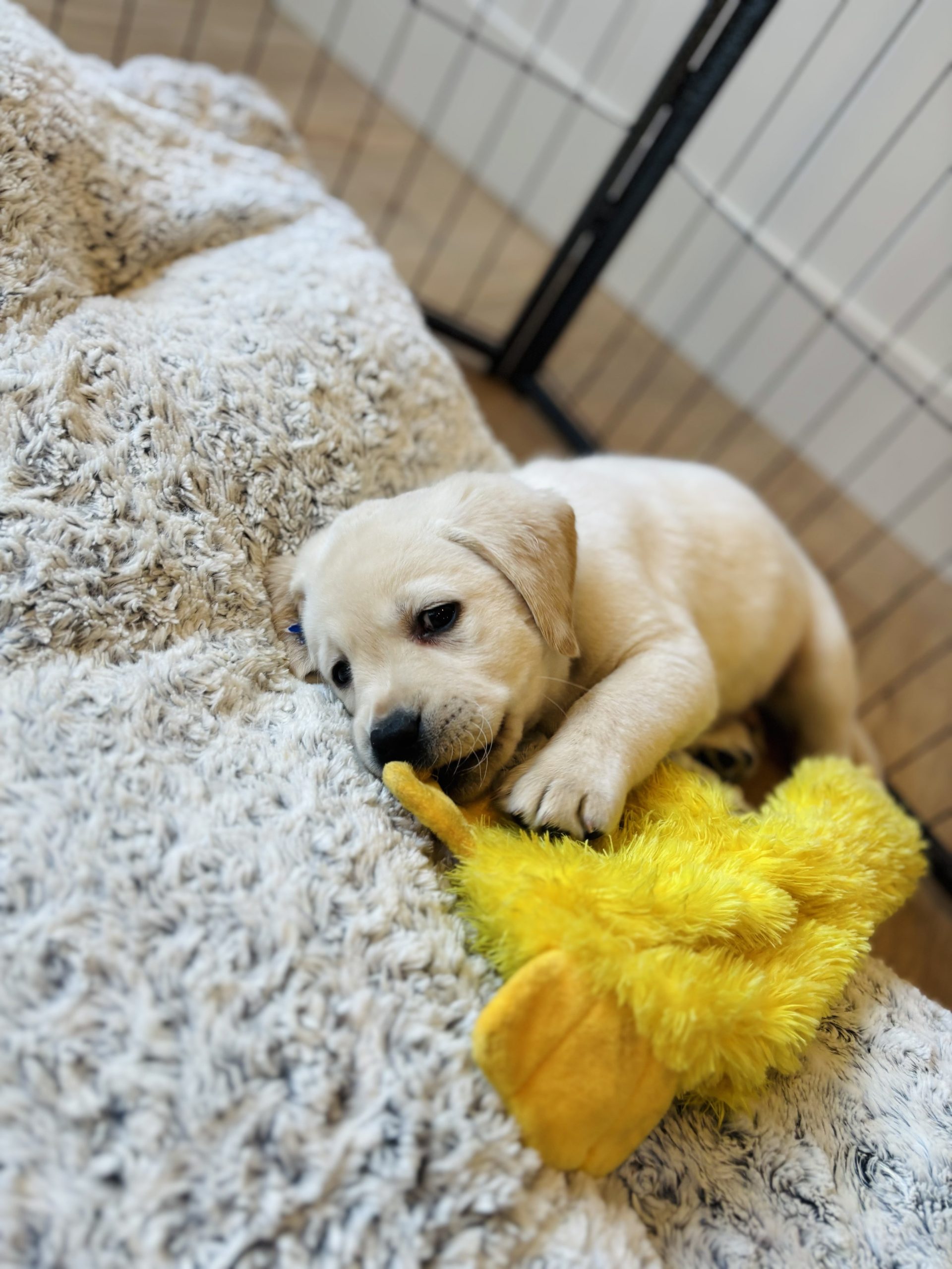 Yellow Lab Puppy