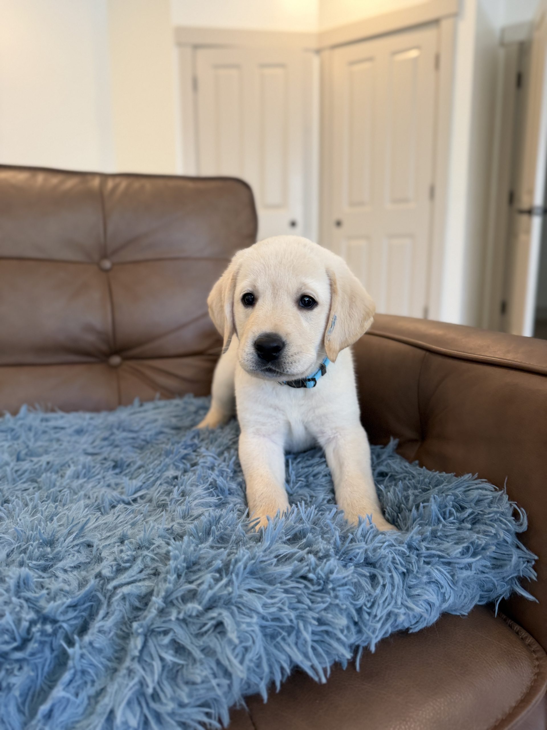 Yellow Lab Puppies for sale