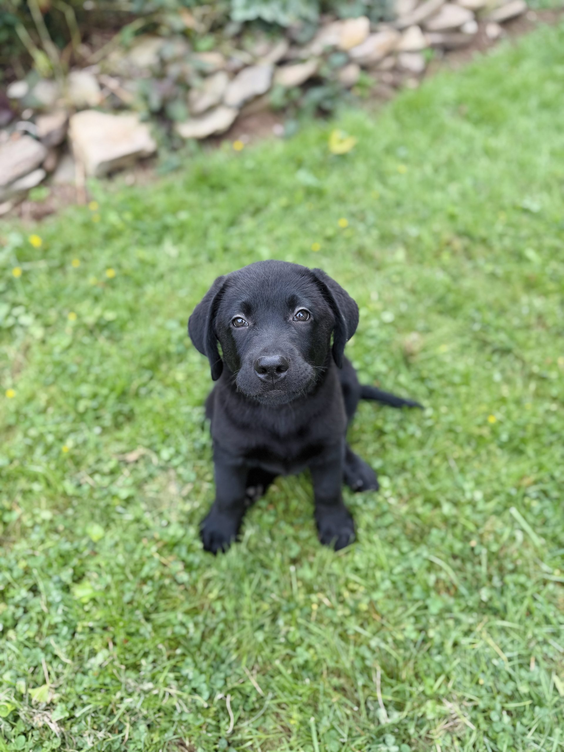 Black Lab Puppy