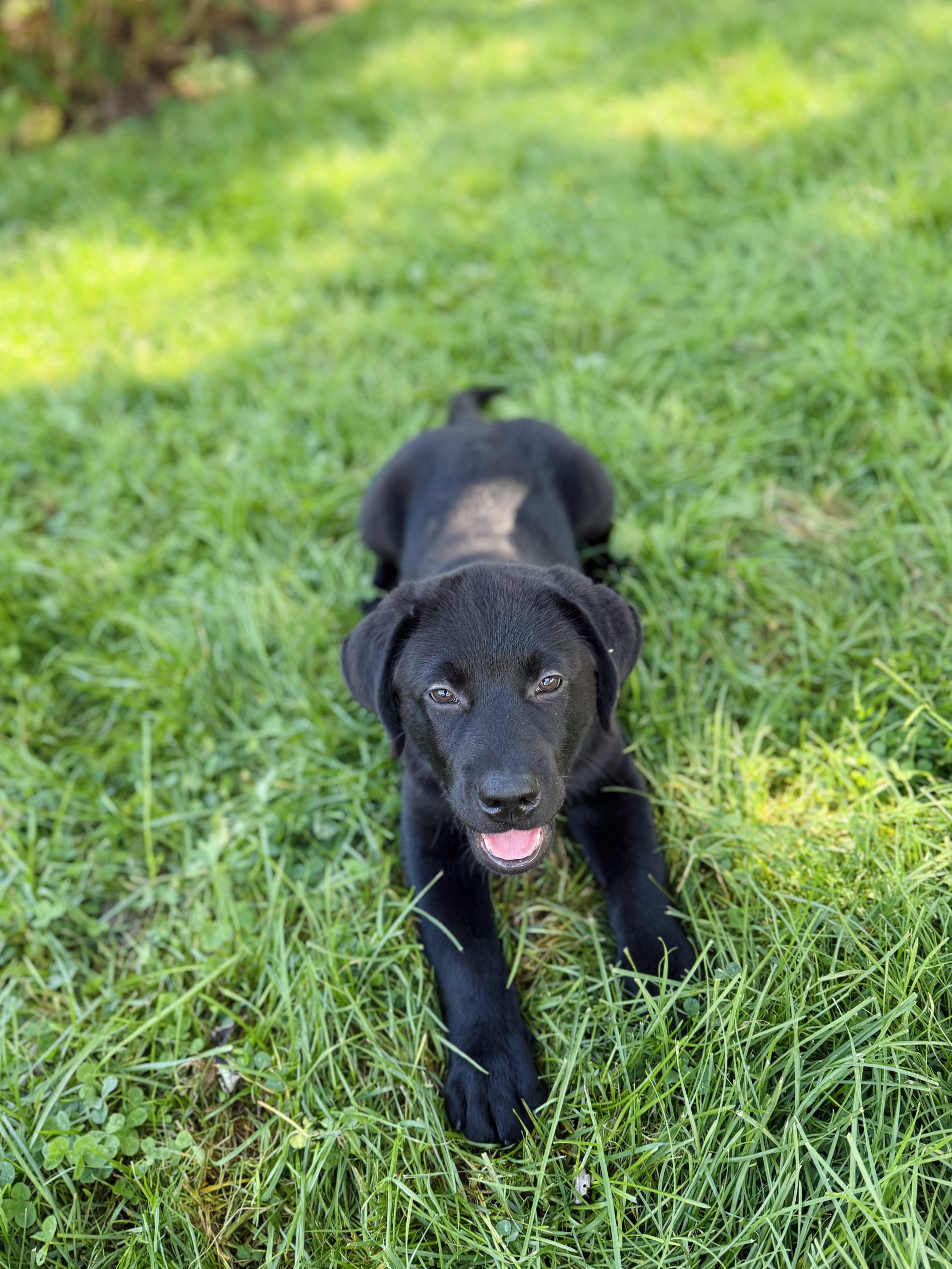 Black Labrador Retriever Puppy