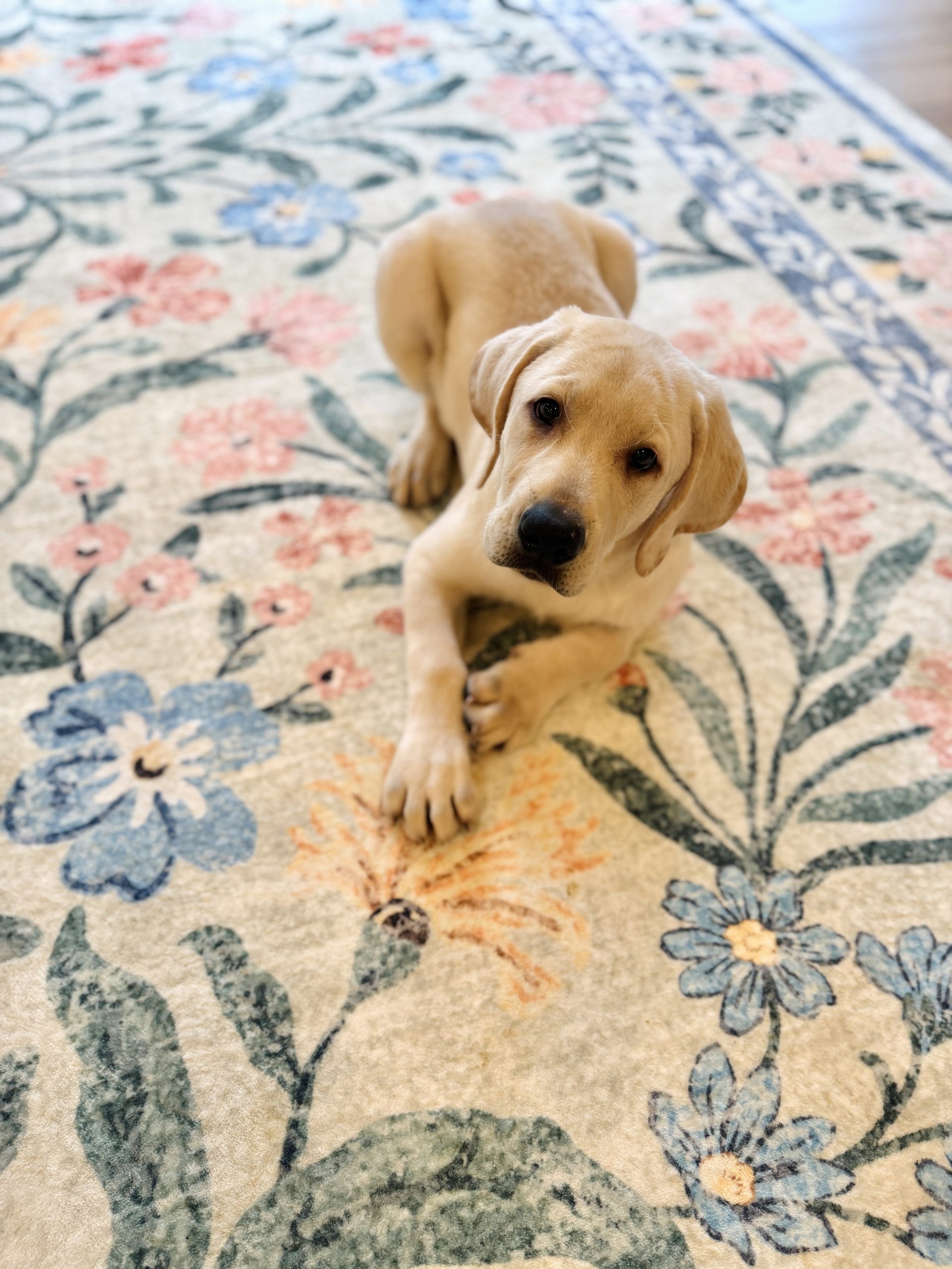 yellow Labrador Retriever Puppy