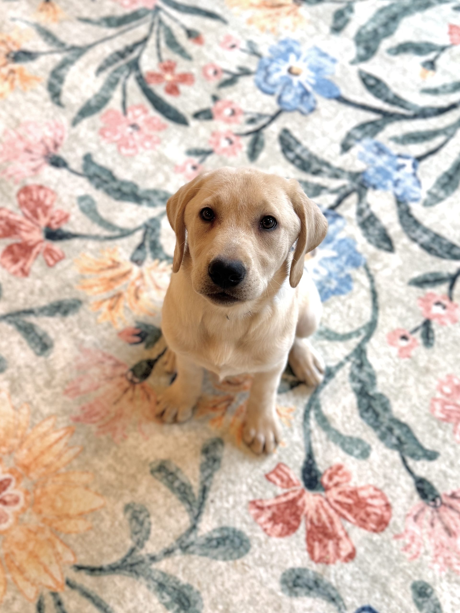 Yellow Labrador Retriever Puppy