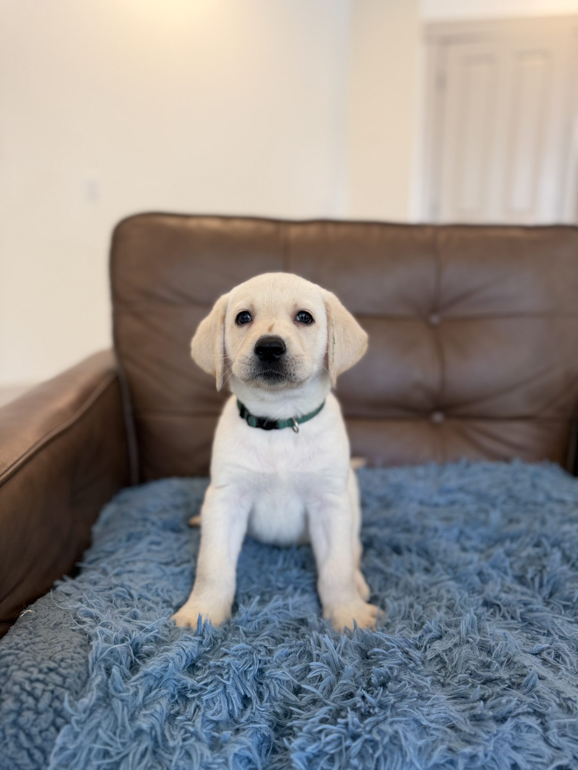 Yellow Lab Puppies for sale