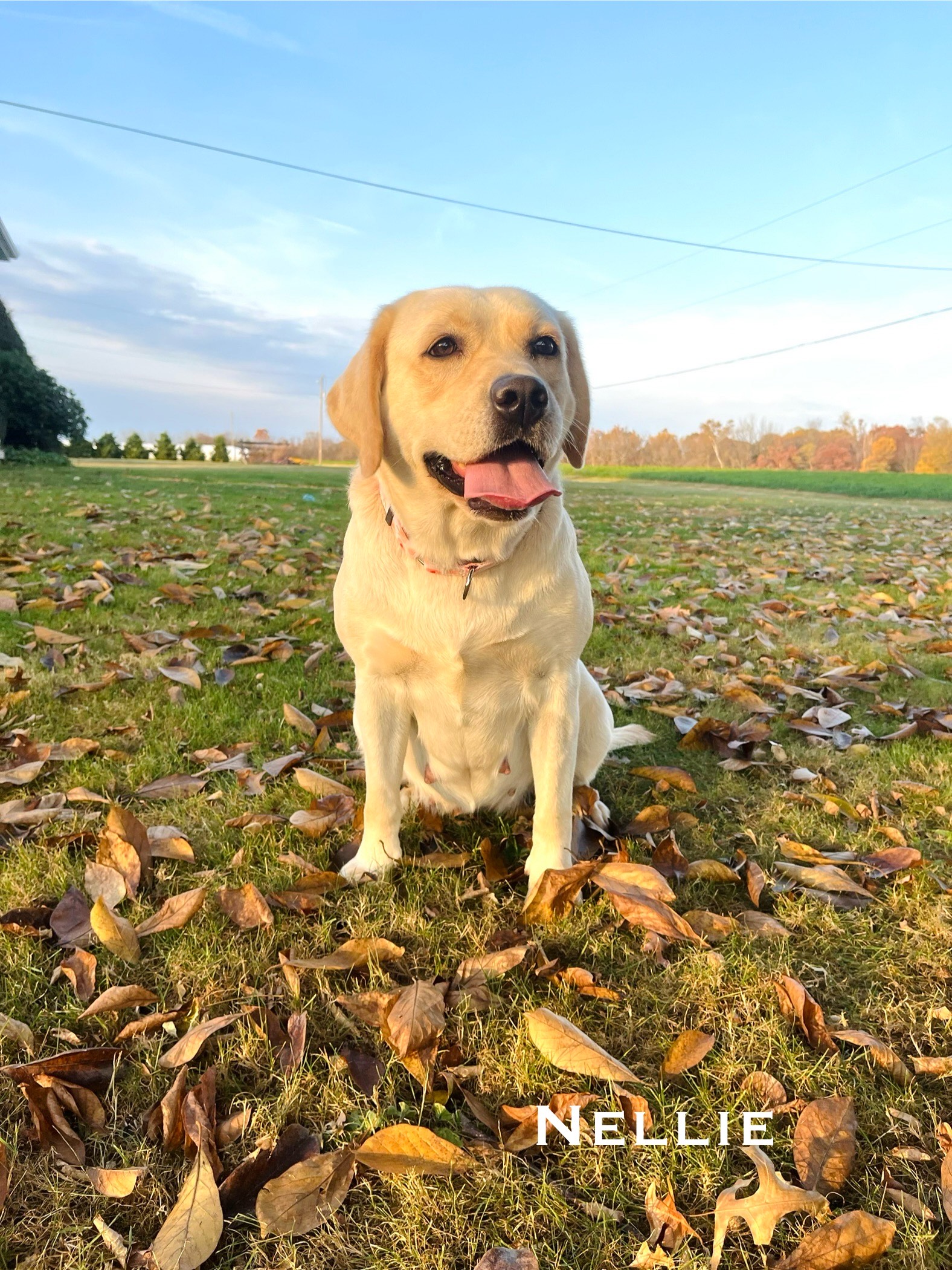 Yellow Lab Puppy