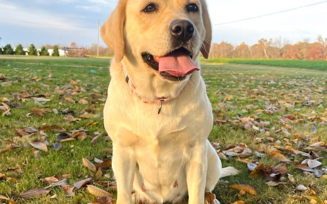 Nellie Labrador Retriever