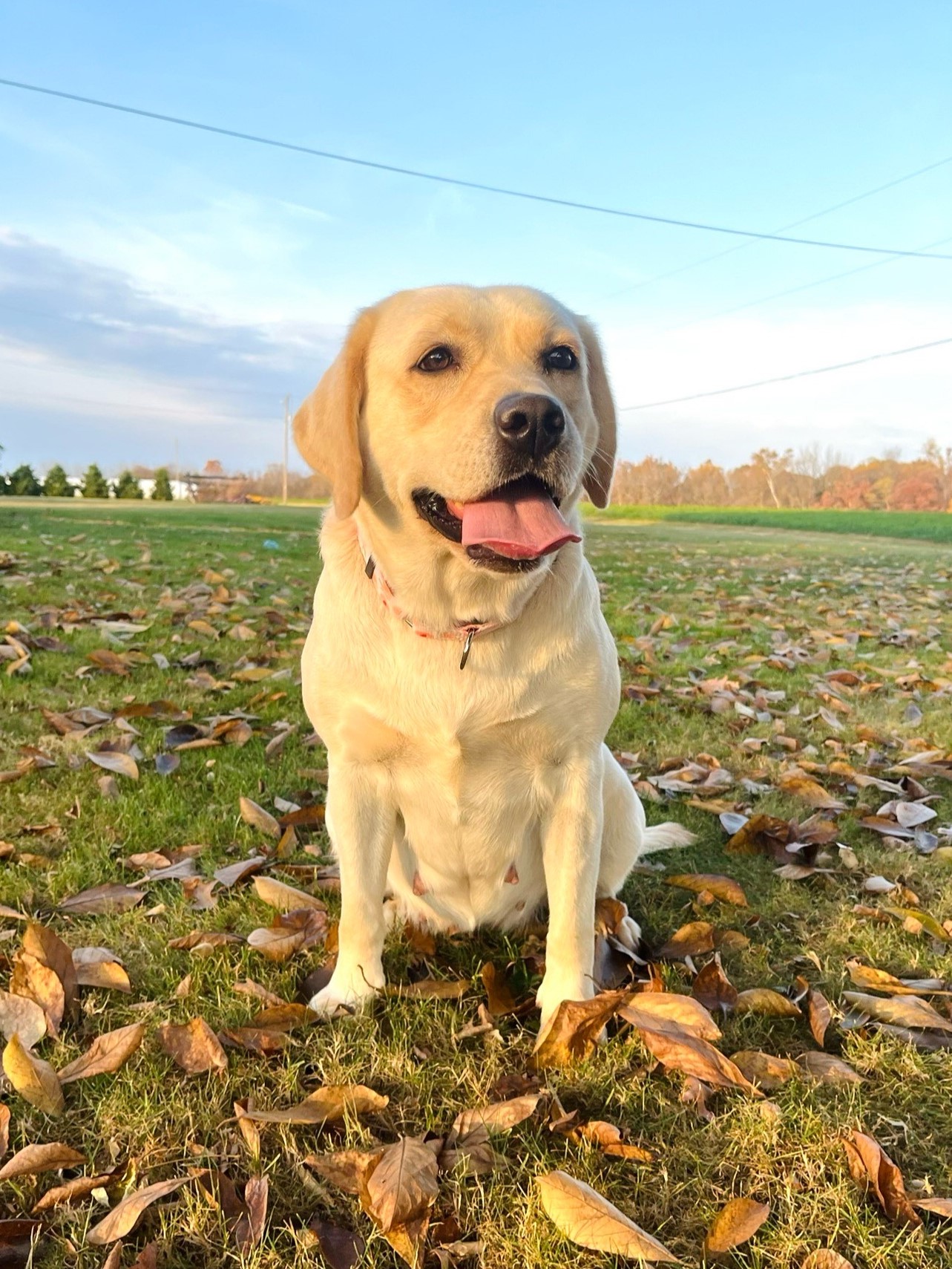 Nellie Yellow Labrador Retriever Nellie Labrador Retriever