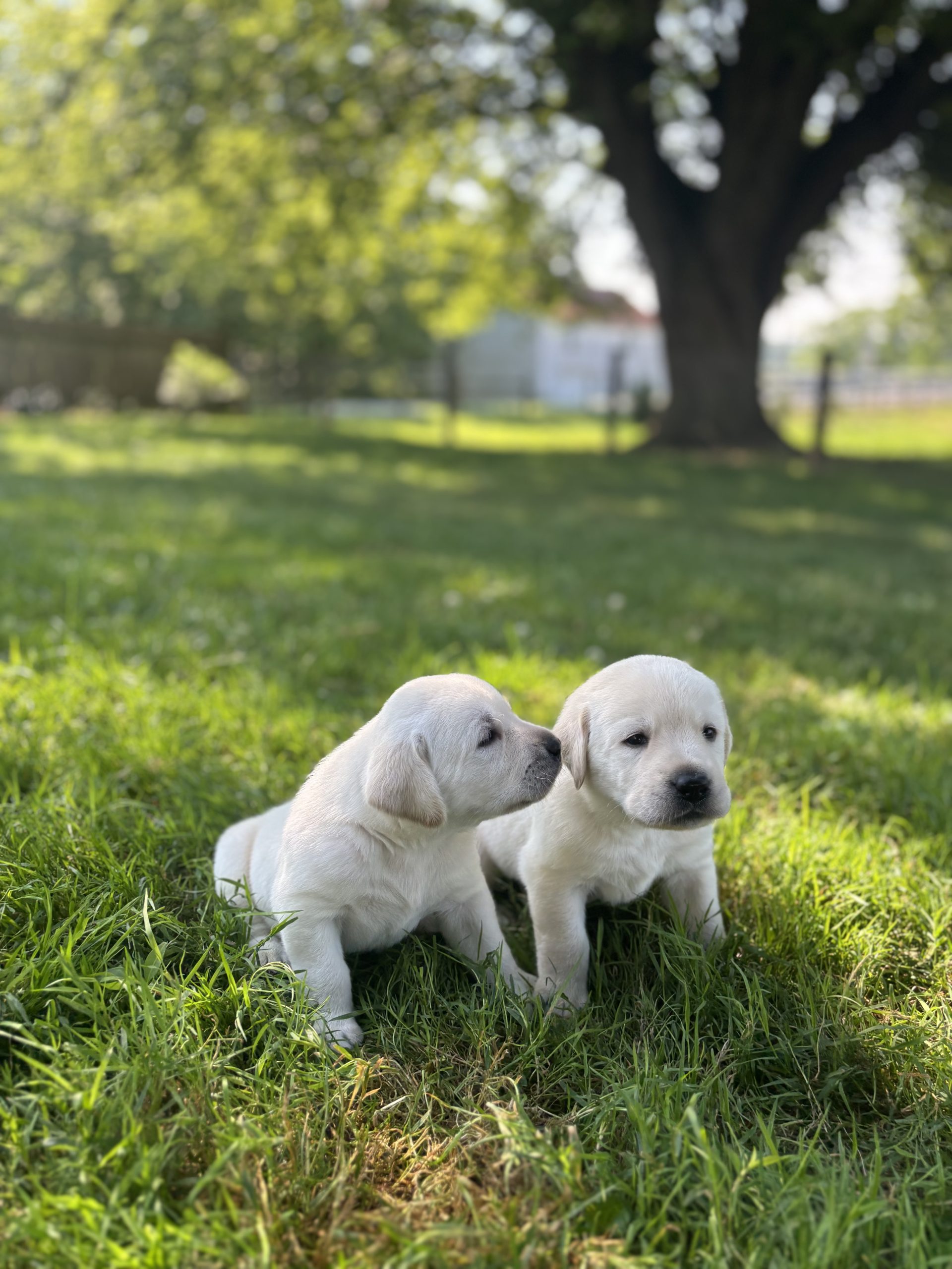 Yellow Lab puppies