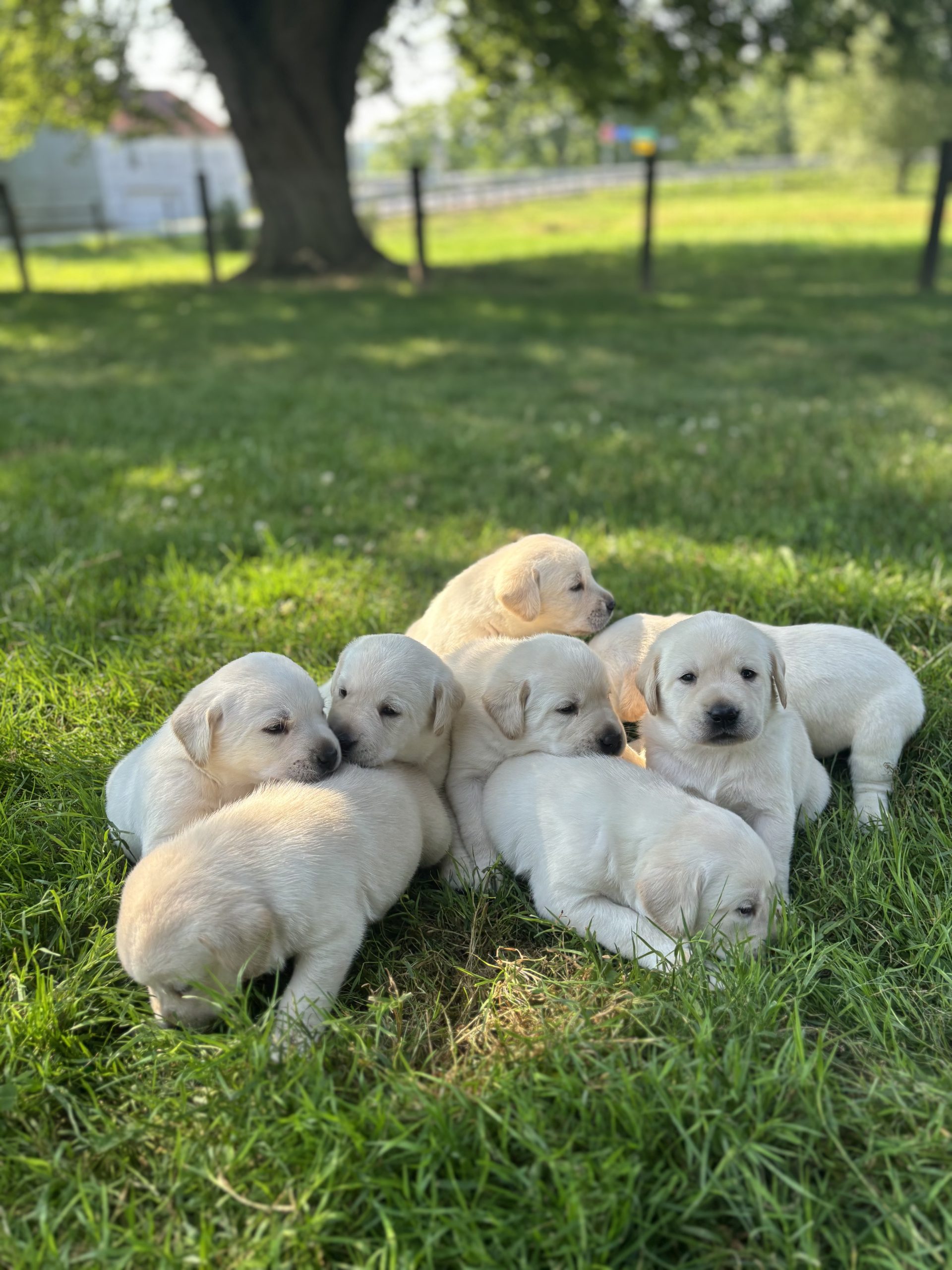 Yellow Lab puppies