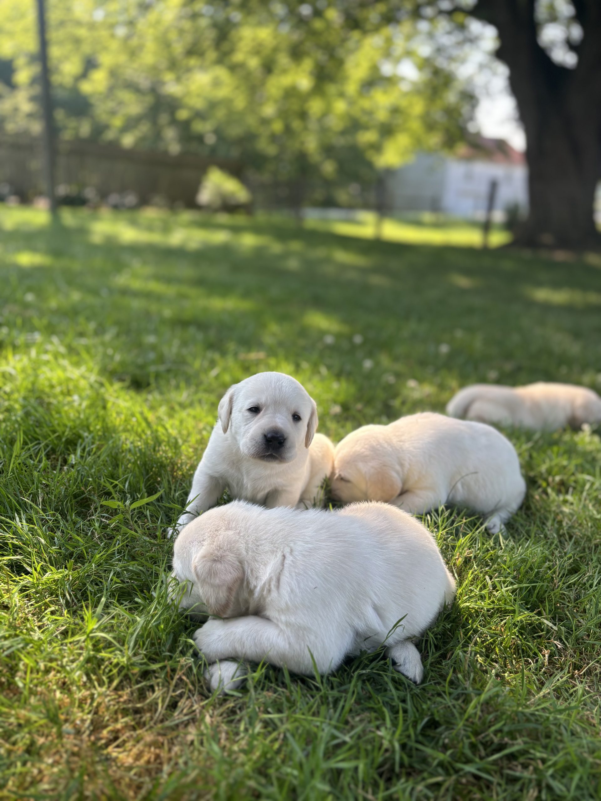 Yellow Lab Puppies