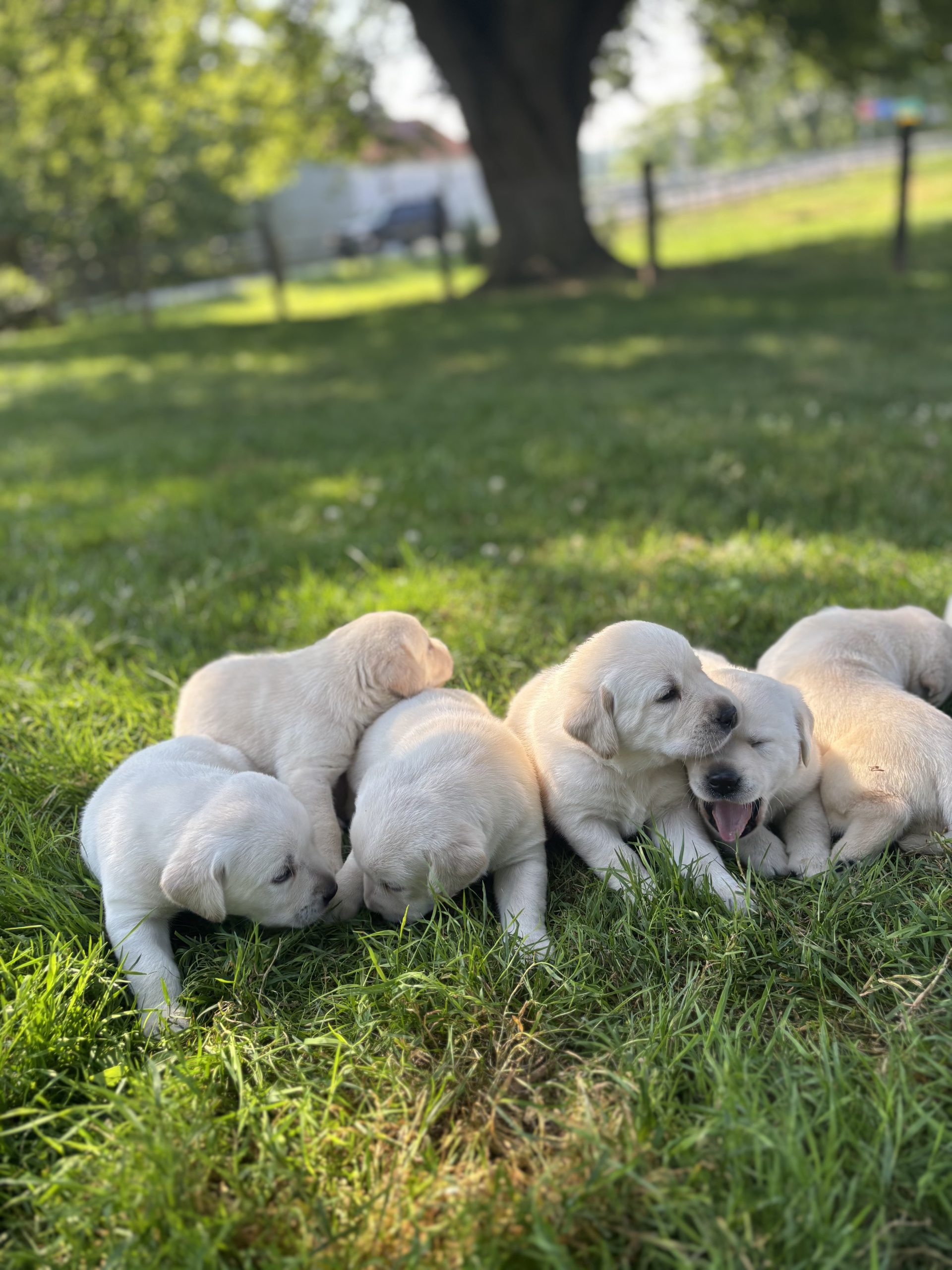 Yellow Lab Puppy