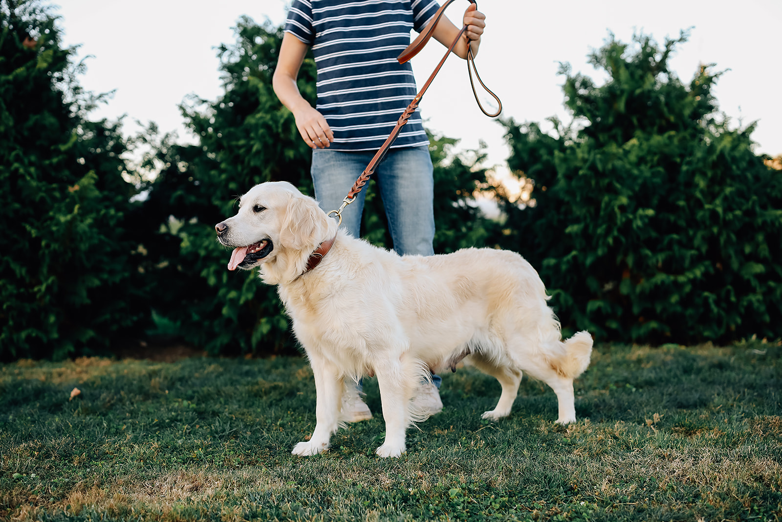 English Cream Golden Retriever