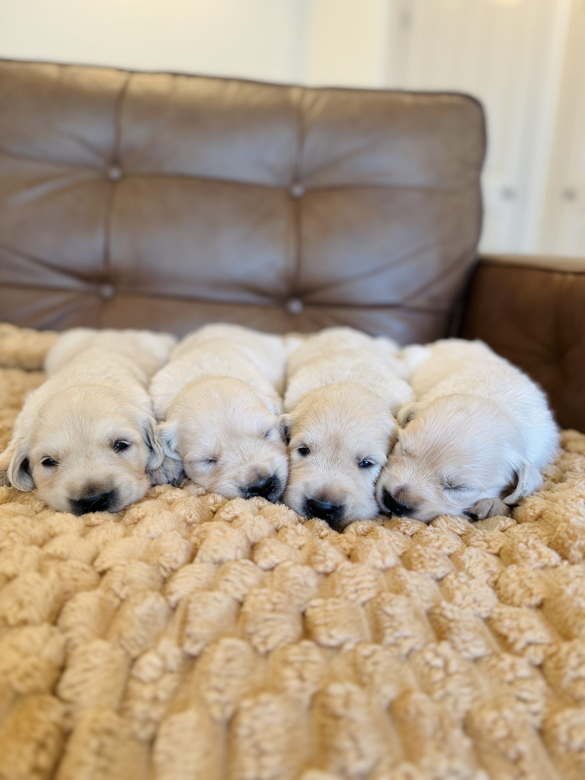 English Cream Golden Retriever Puppies for Sale