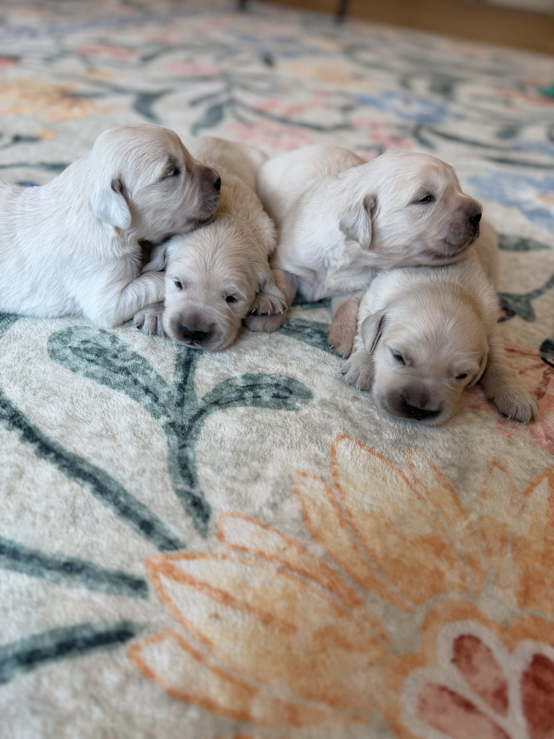 English Cream Golden Retriever Puppies