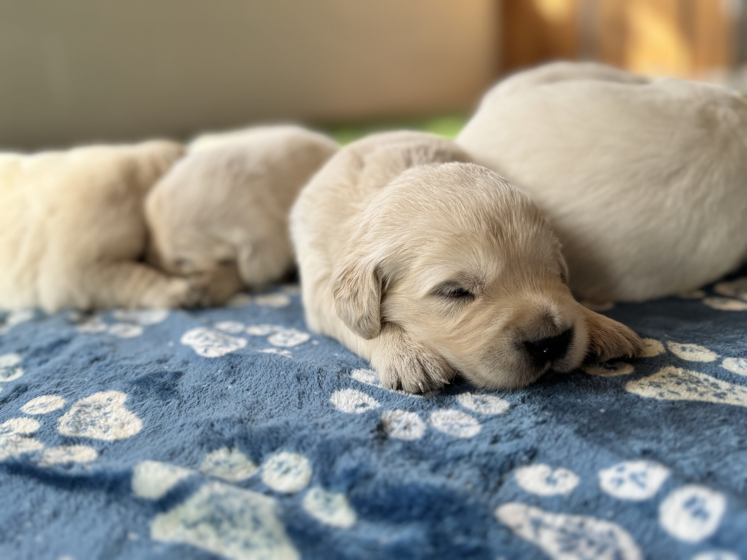 English Cream Golden Retriever Puppies