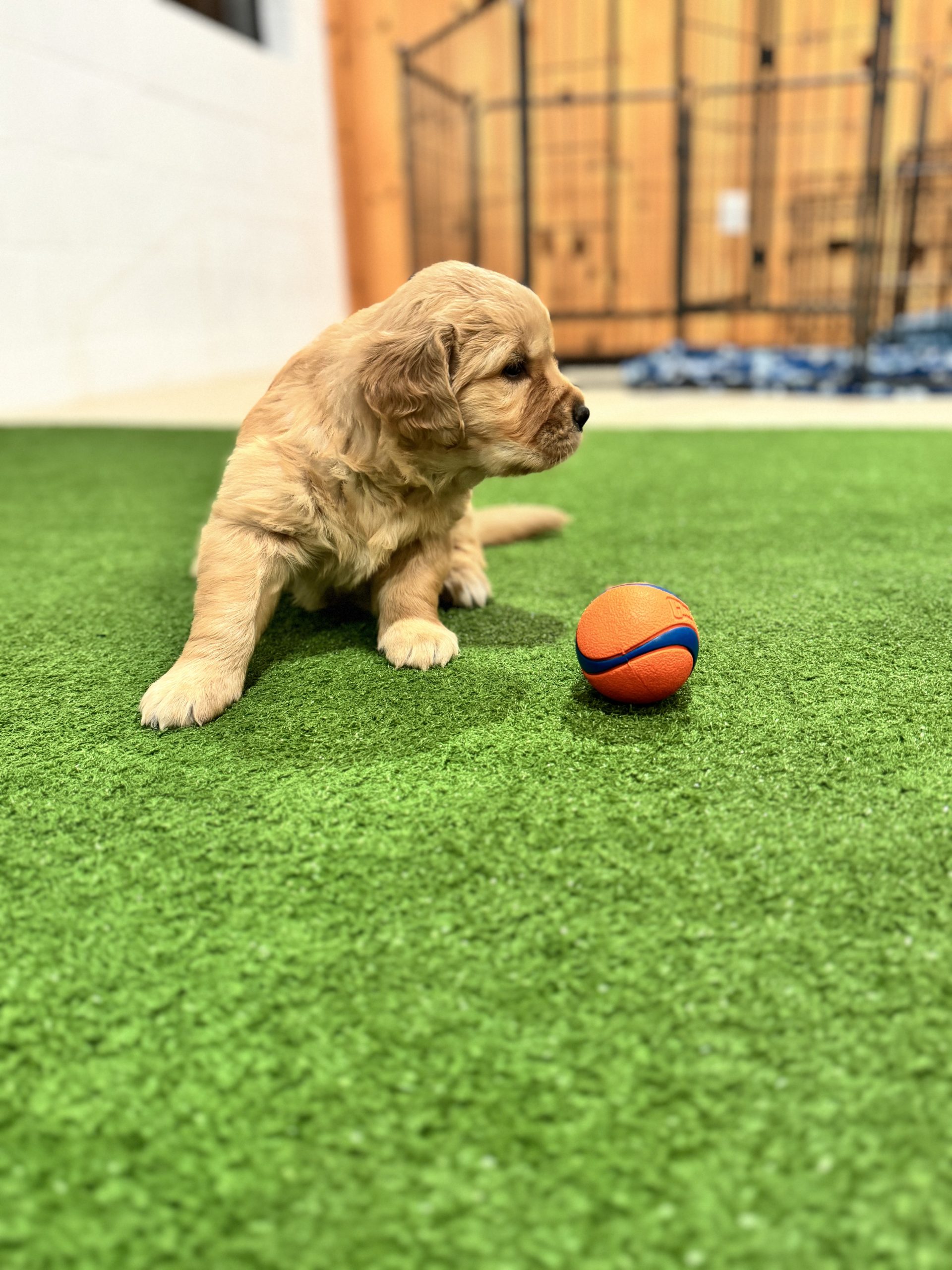 Golden Retriever Puppy
