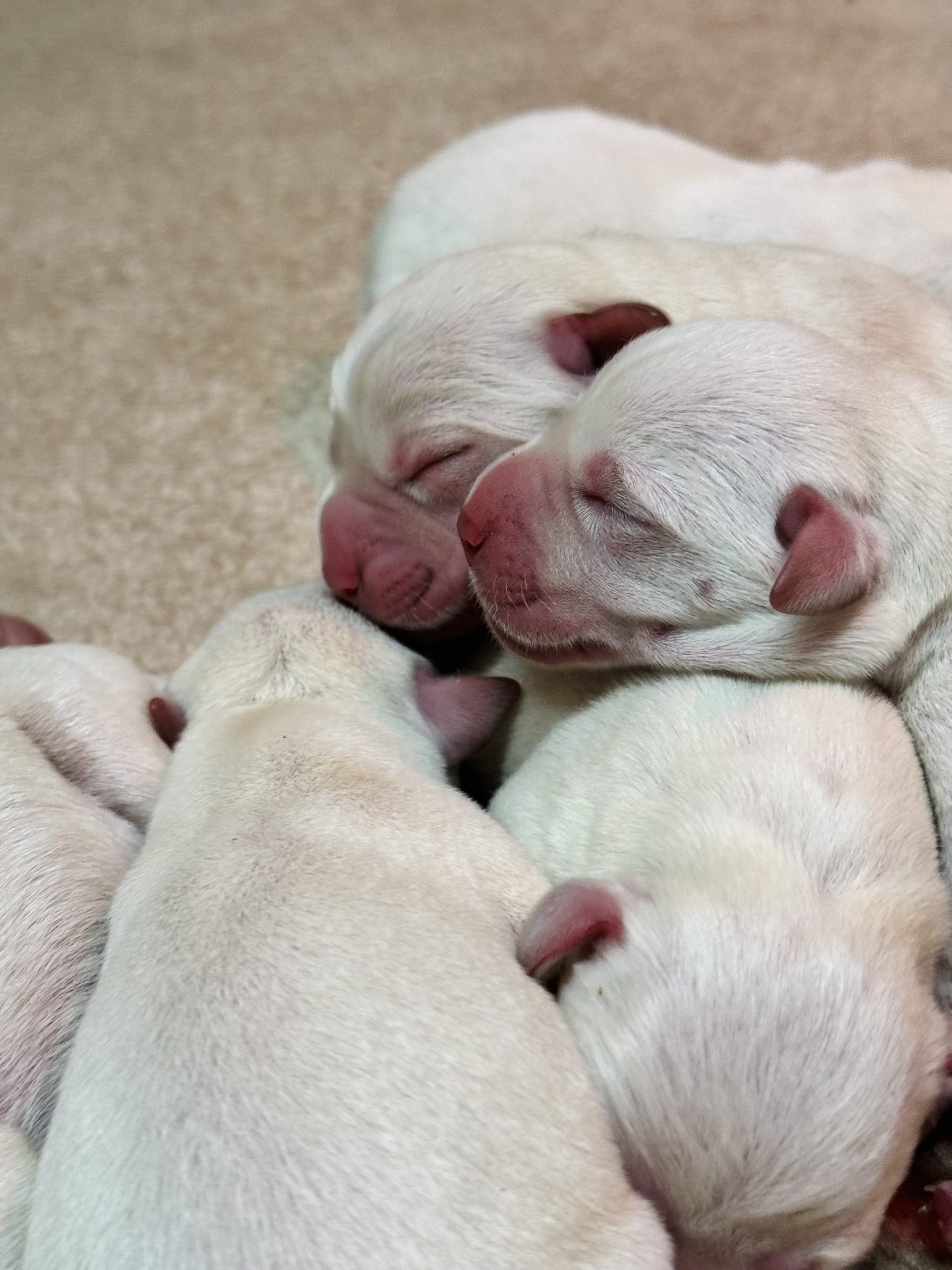 Yellow Lab Puppies