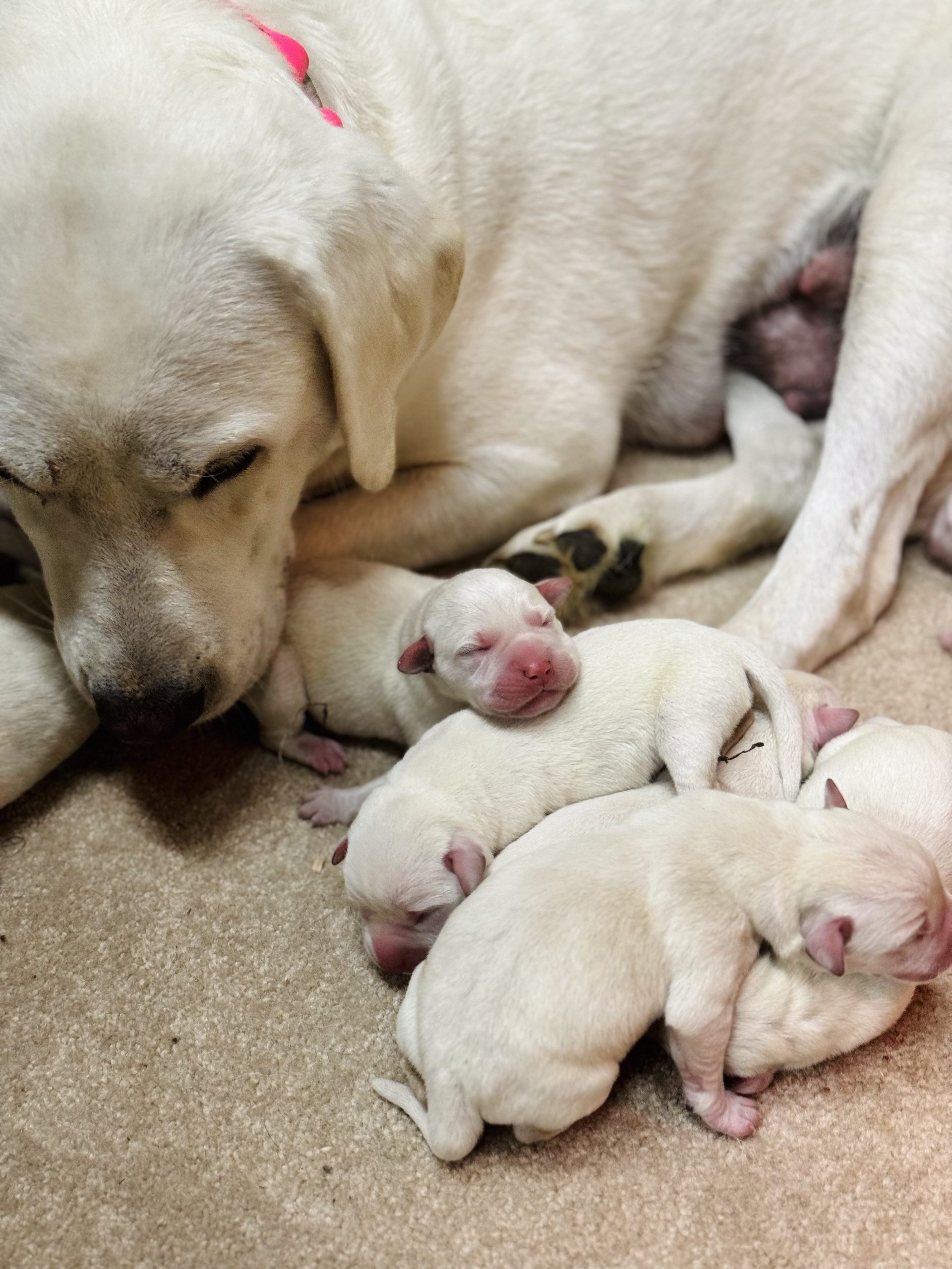 Yellow Lab with her puppies