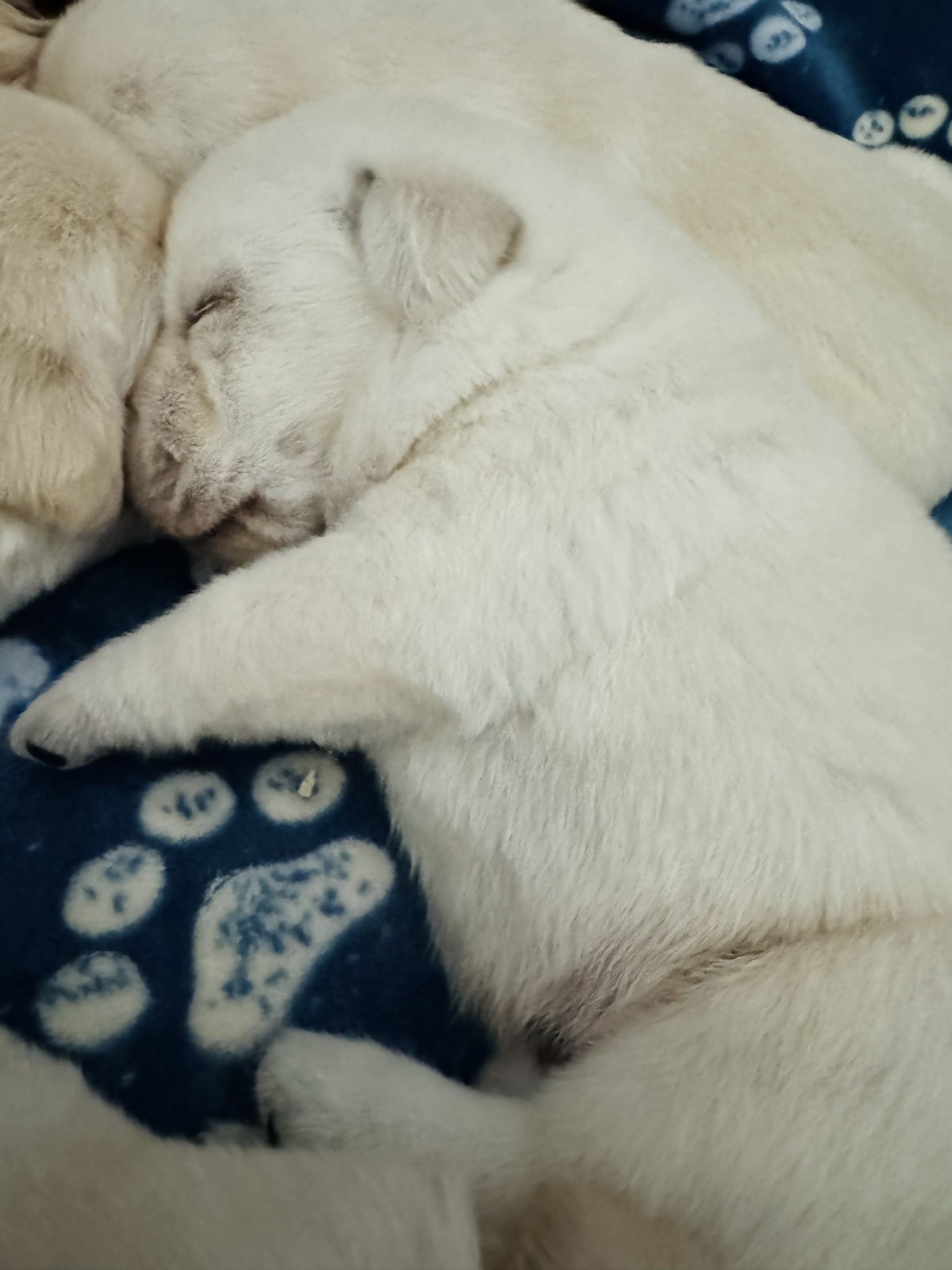Nellie's Puppies