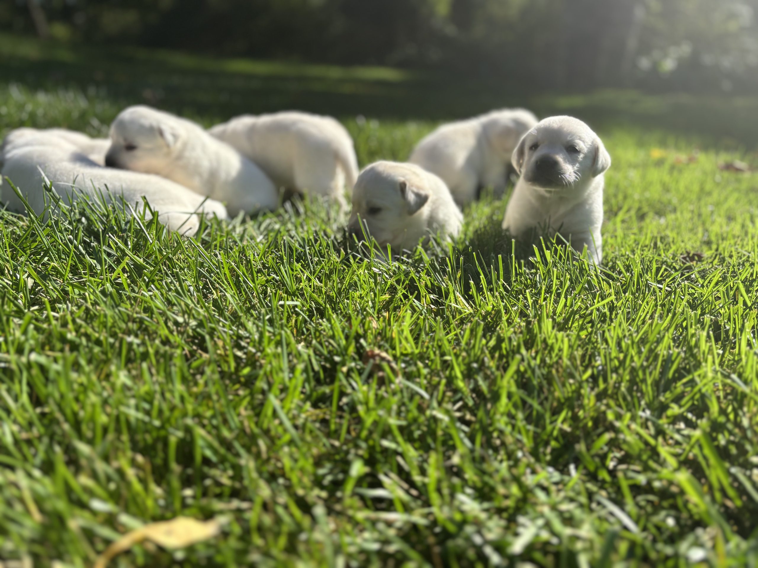Yellow Labrador Retriever Puppies Yellow Lab Puppies