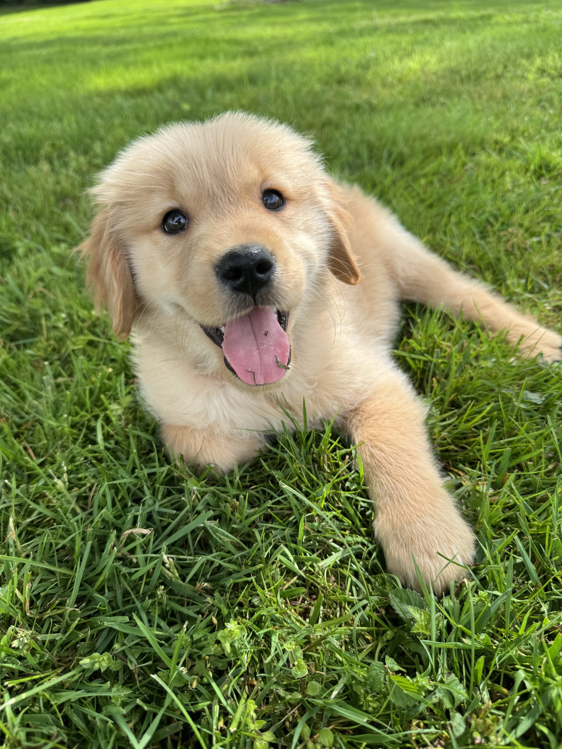 Golden Retriever Puppy