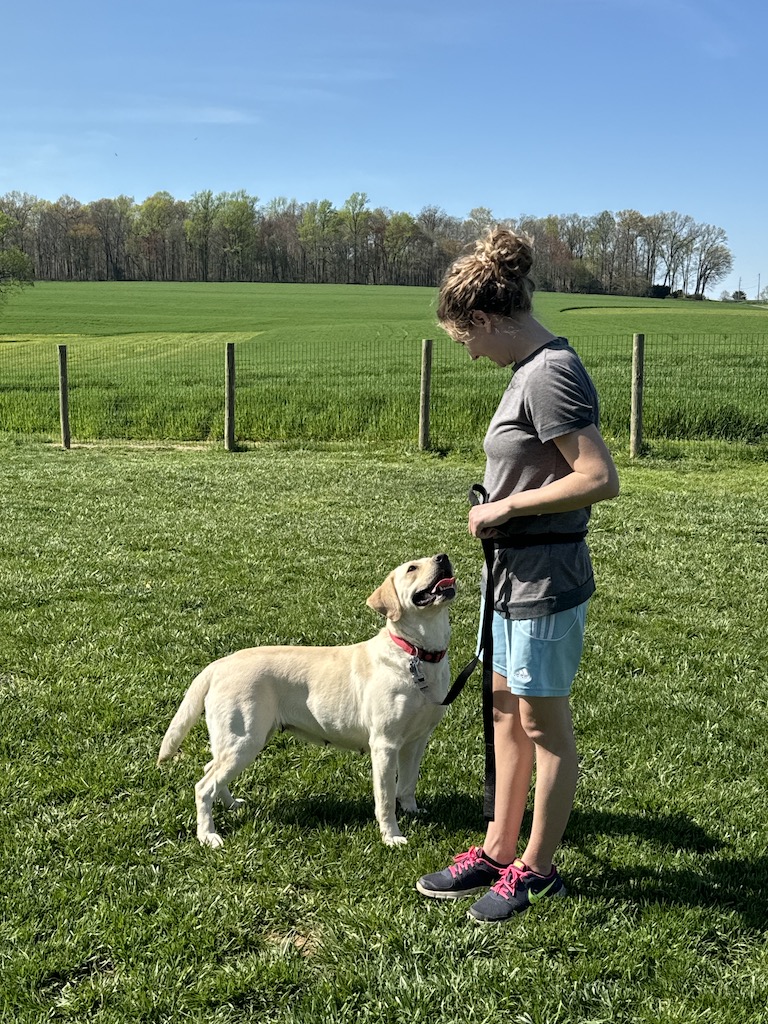 Rock Haven Retrievers Rosie10 Rock Haven Retrievers Rosie10