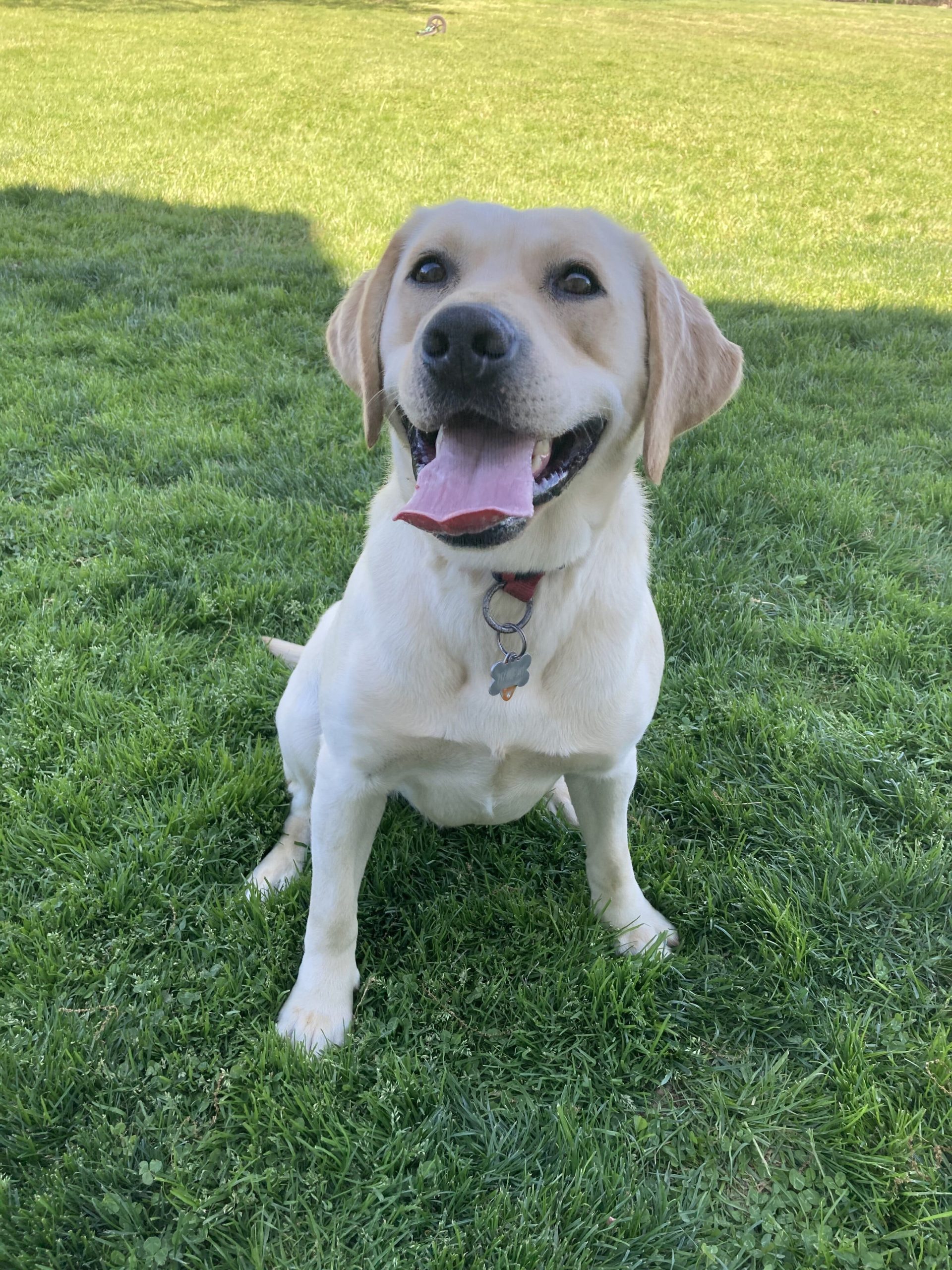 Yellow Labrador Retriever