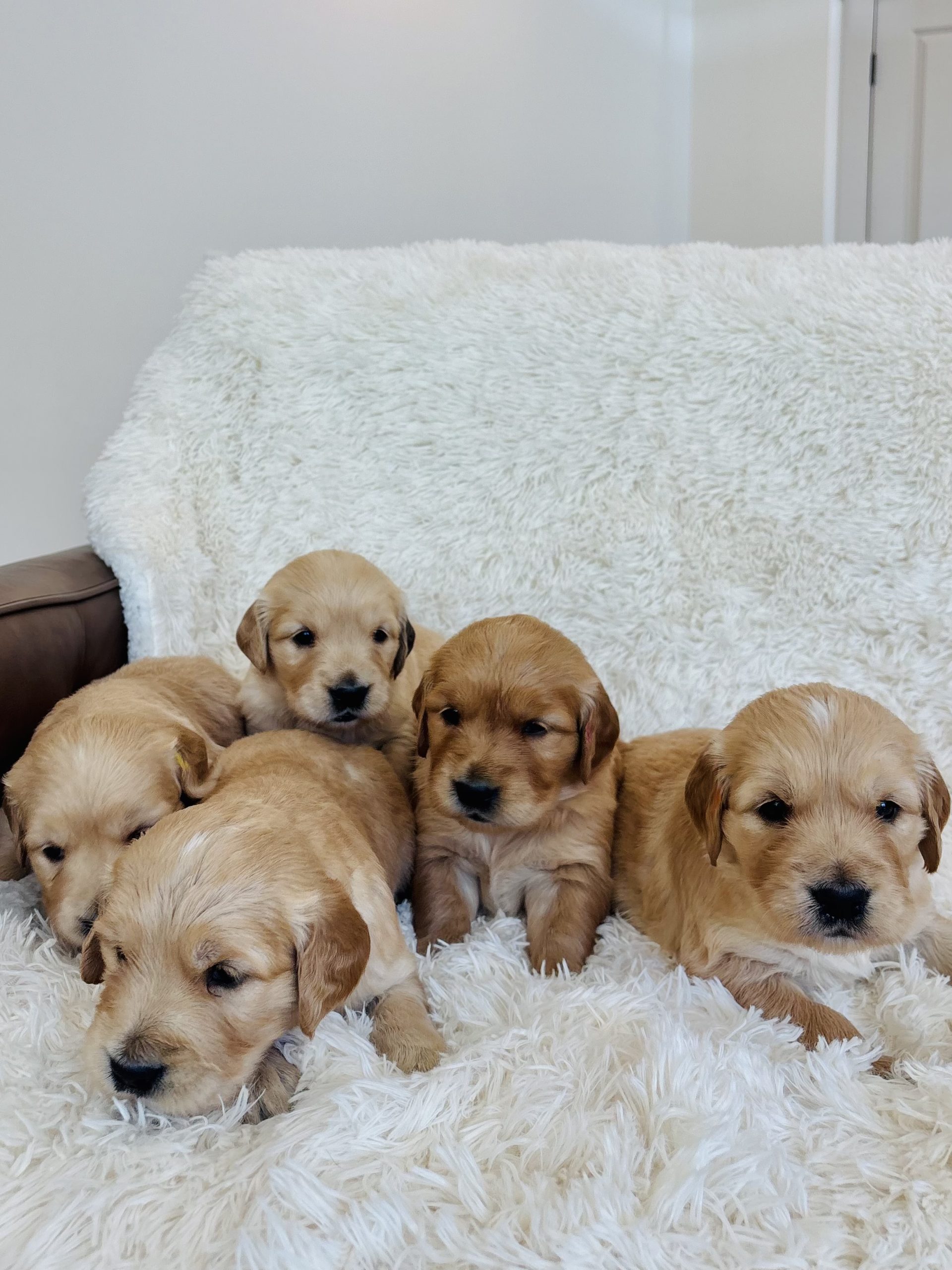 Sophie's Puppies