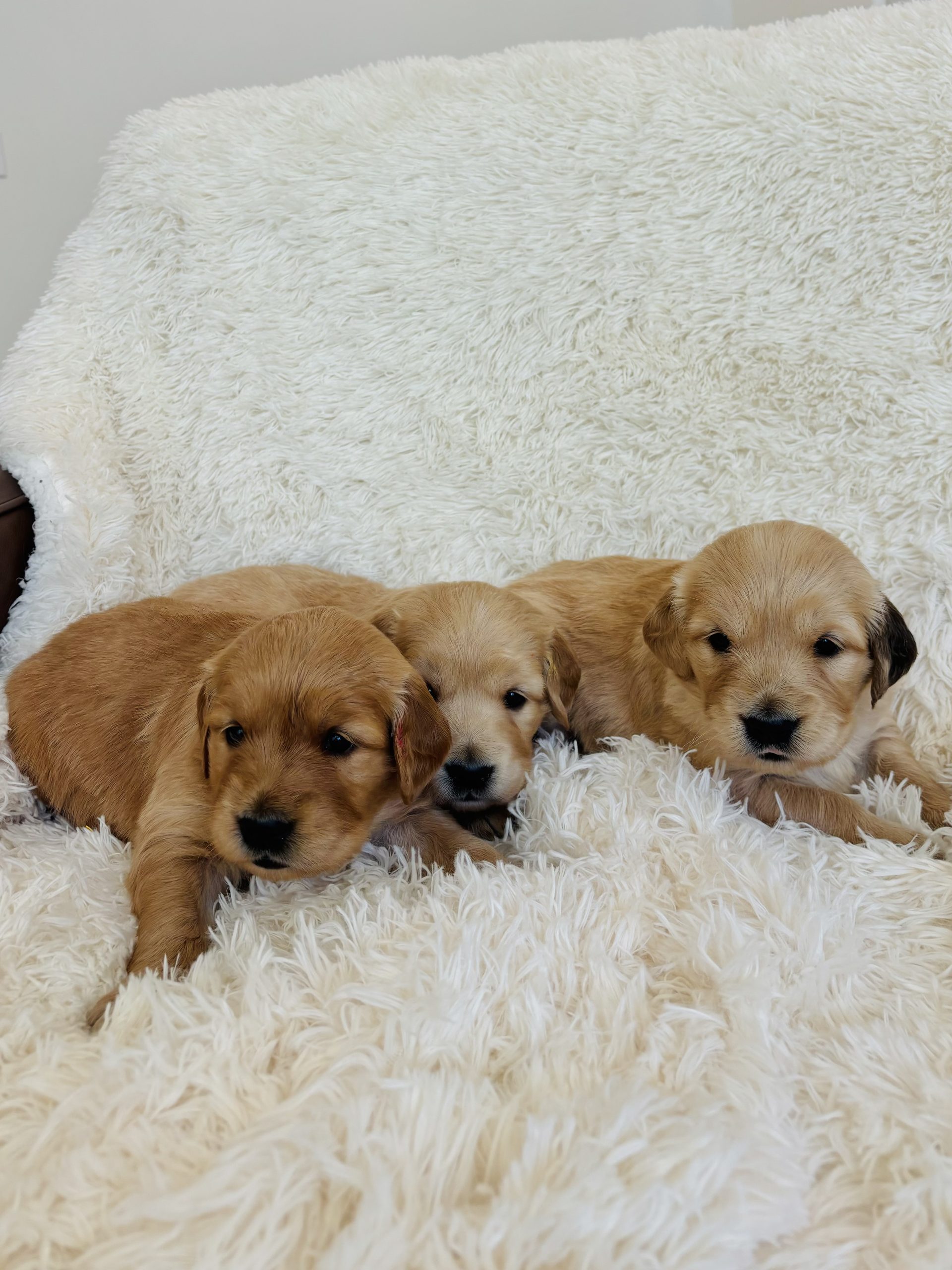 Female Golden Retriever Puppies